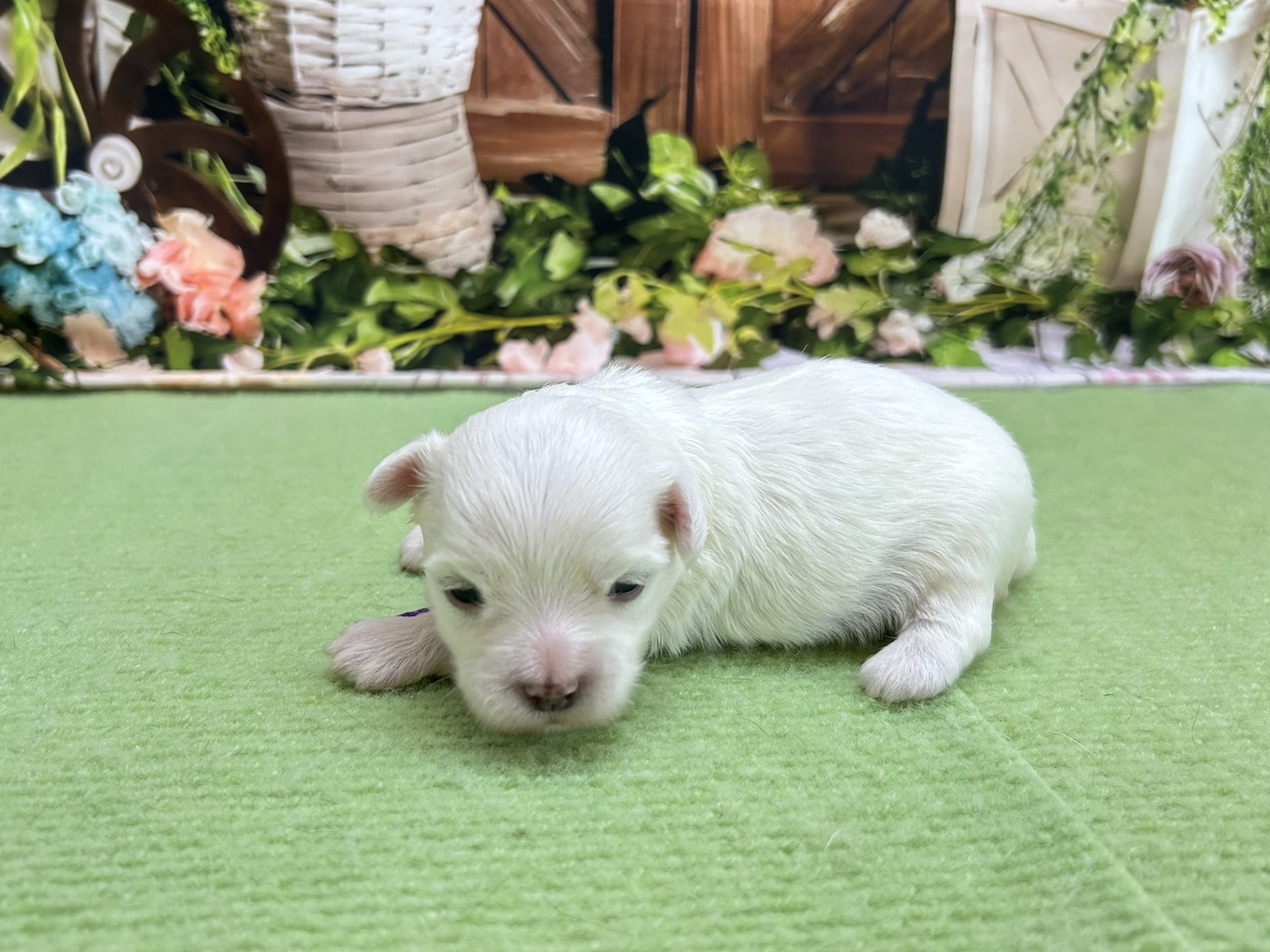 赤ちゃん写真1-2