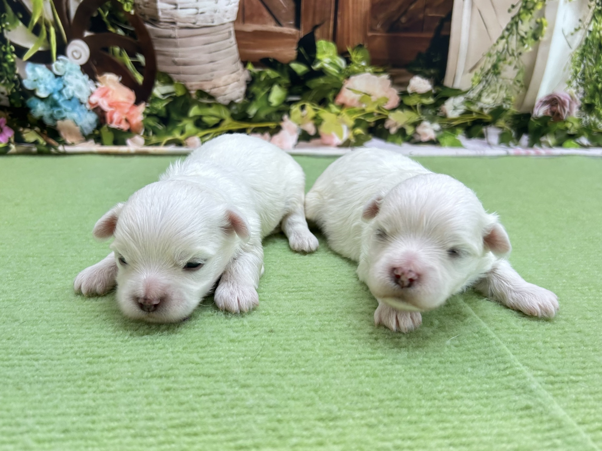 赤ちゃん写真1-3