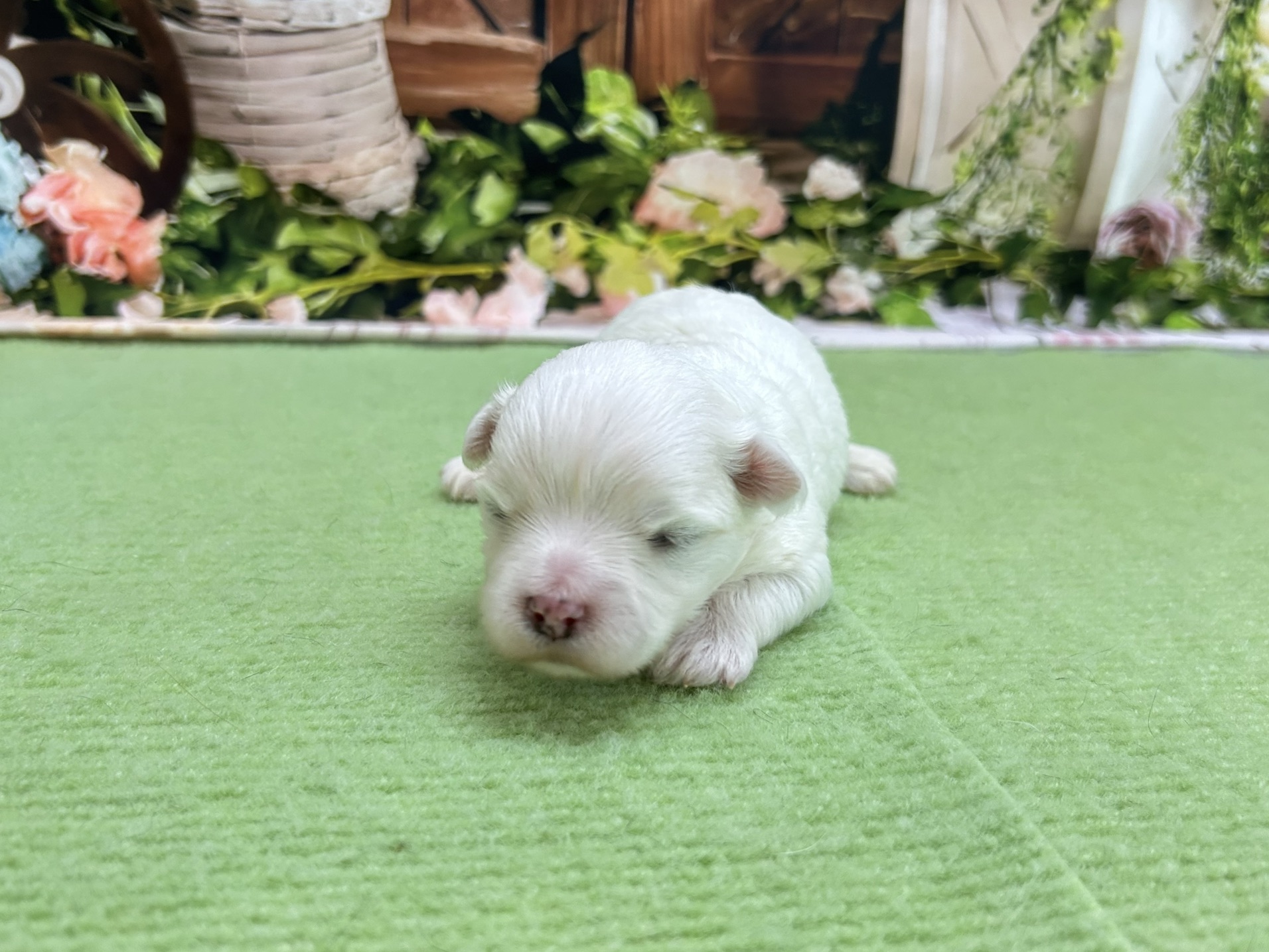 赤ちゃん写真1-1