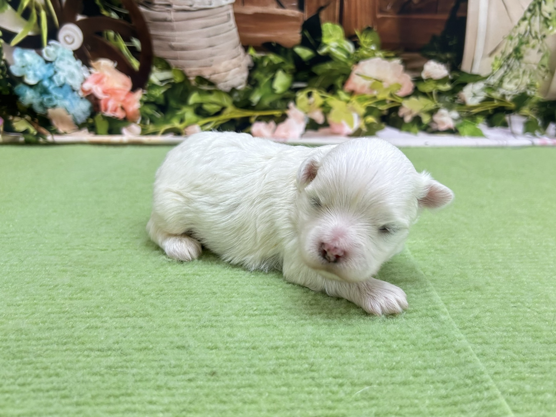 赤ちゃん写真1-2