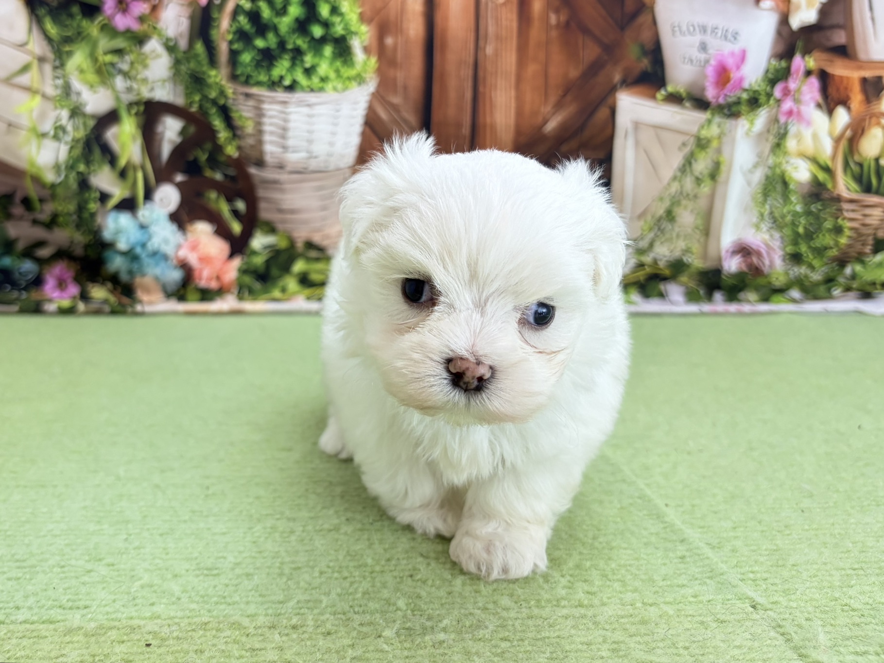 赤ちゃん写真2-1