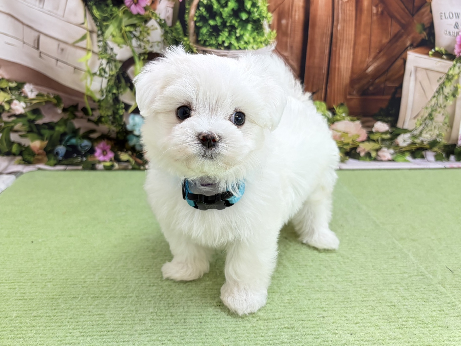 赤ちゃん写真3-1