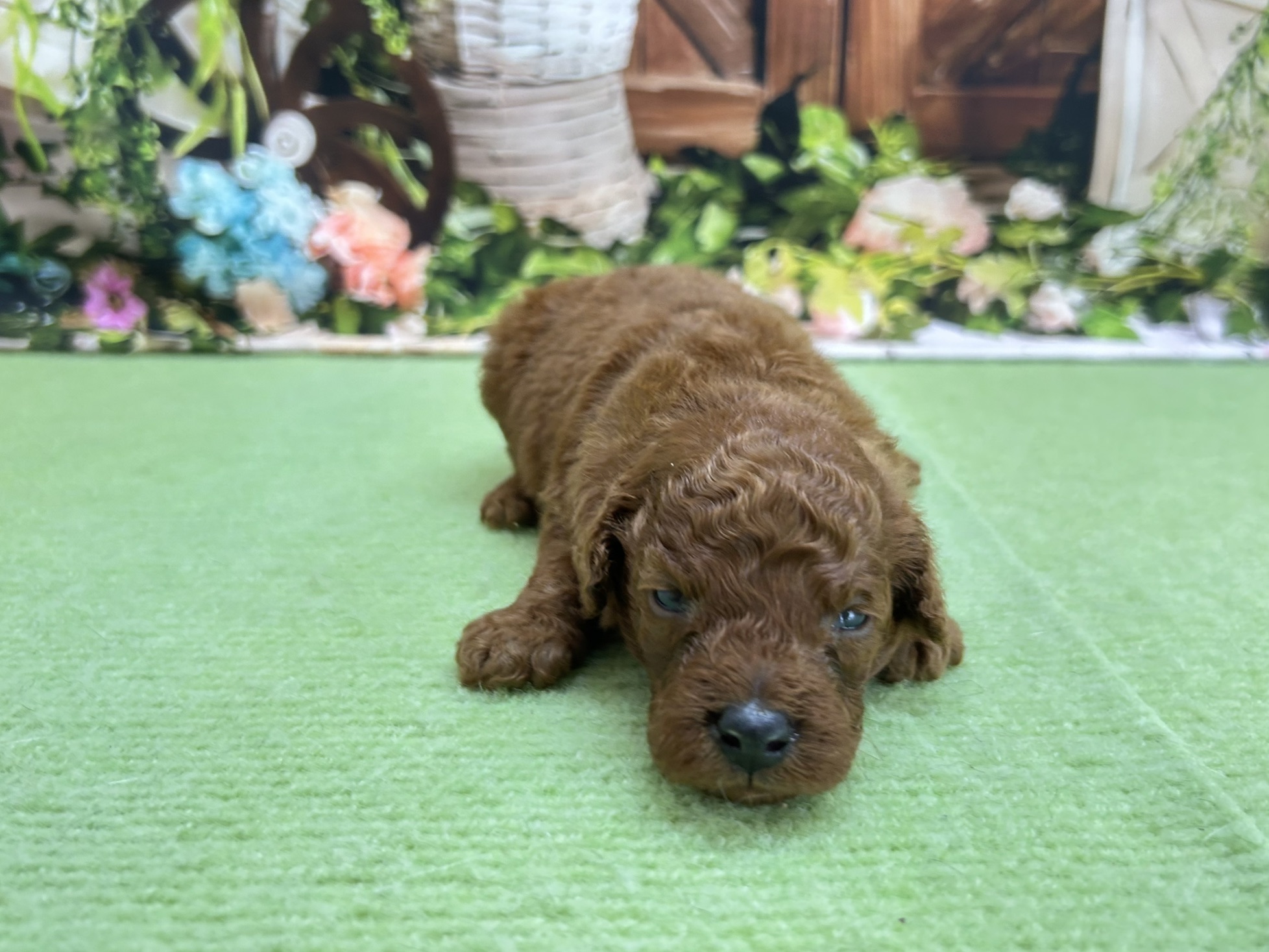 赤ちゃん写真1-1