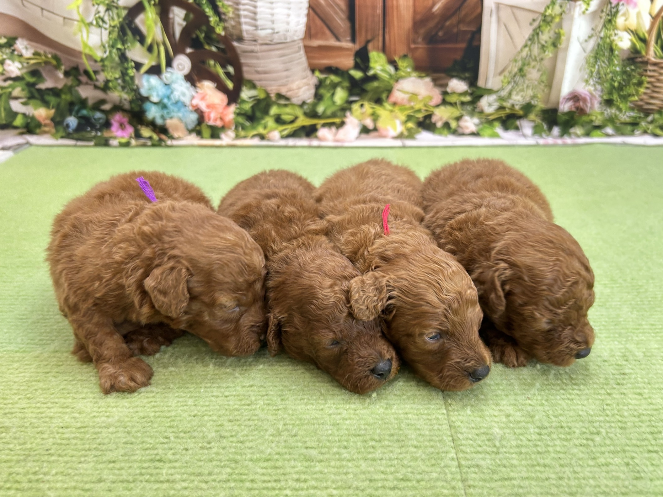 赤ちゃん写真1-3