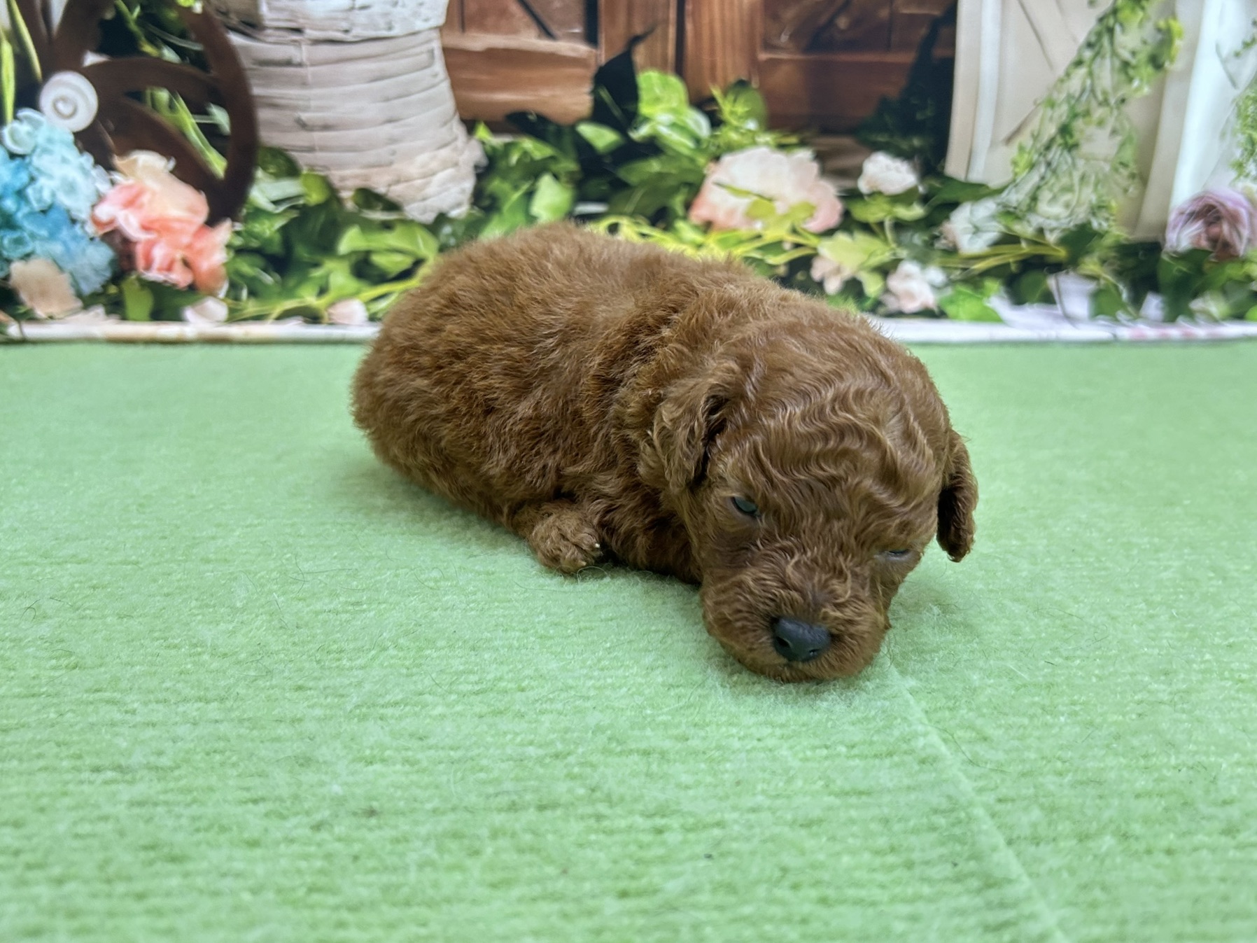 赤ちゃん写真1-2