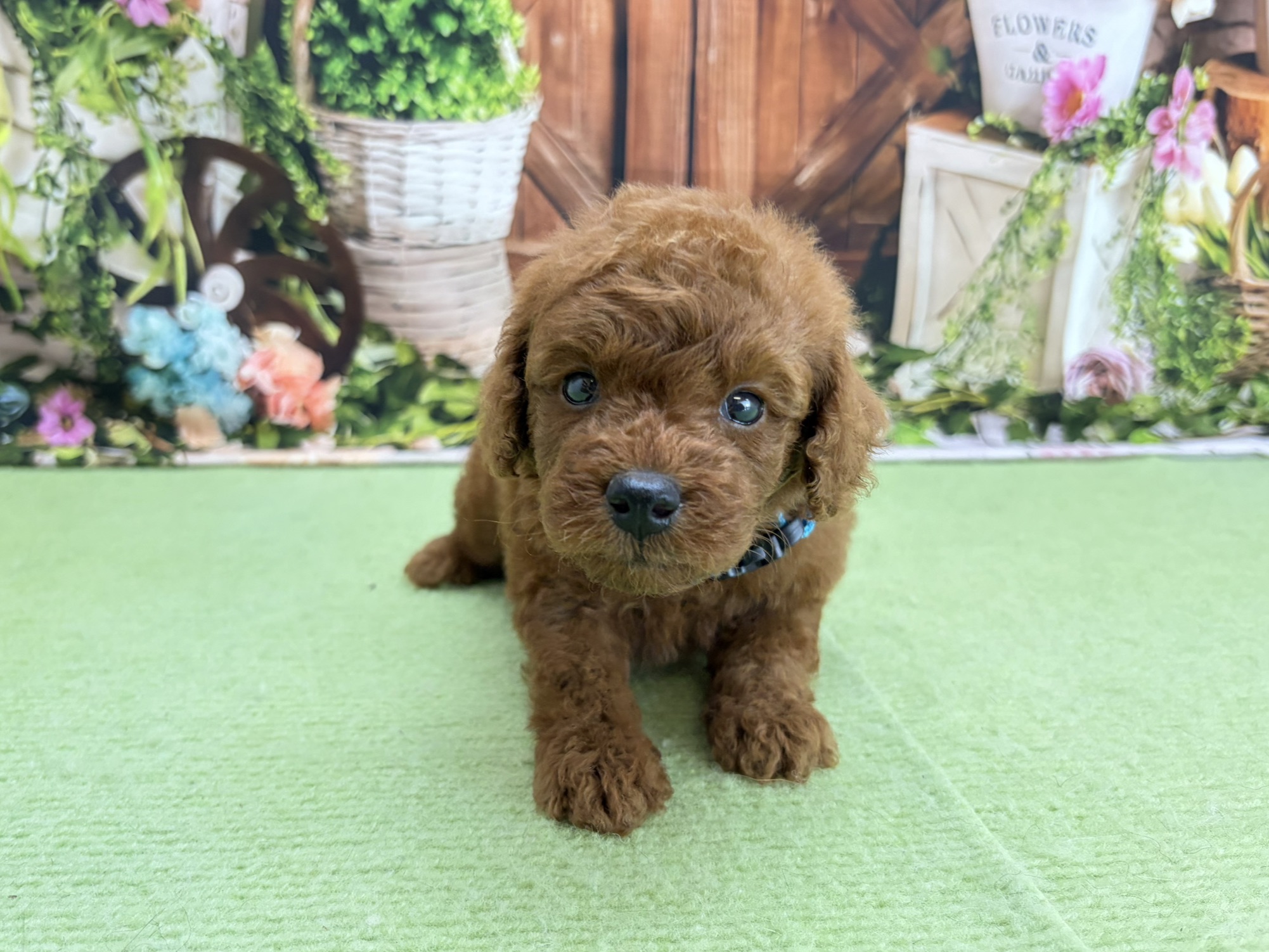 赤ちゃん写真2-1