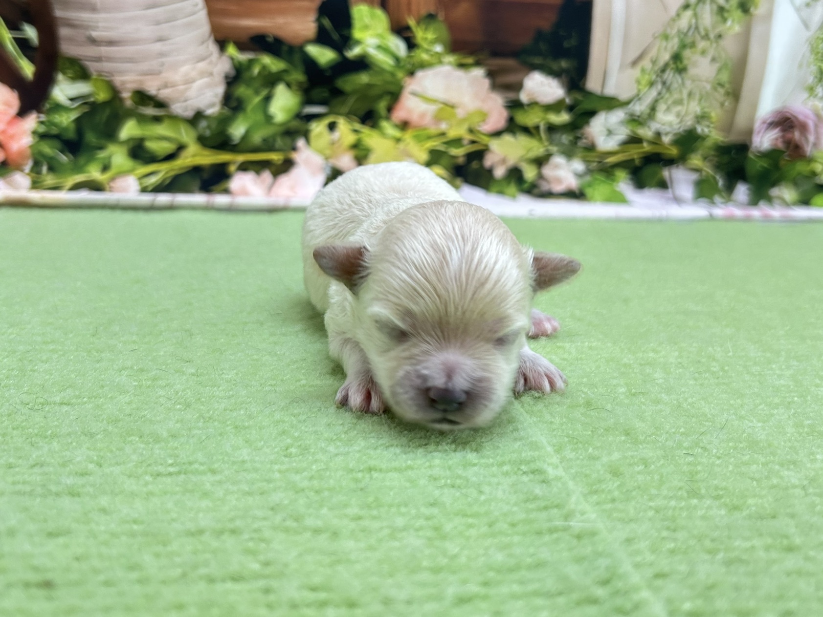 赤ちゃん写真1-1