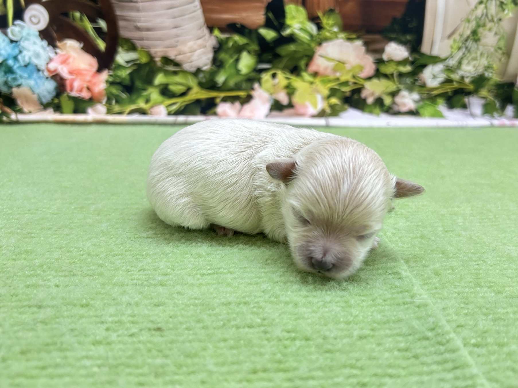 赤ちゃん写真1-2