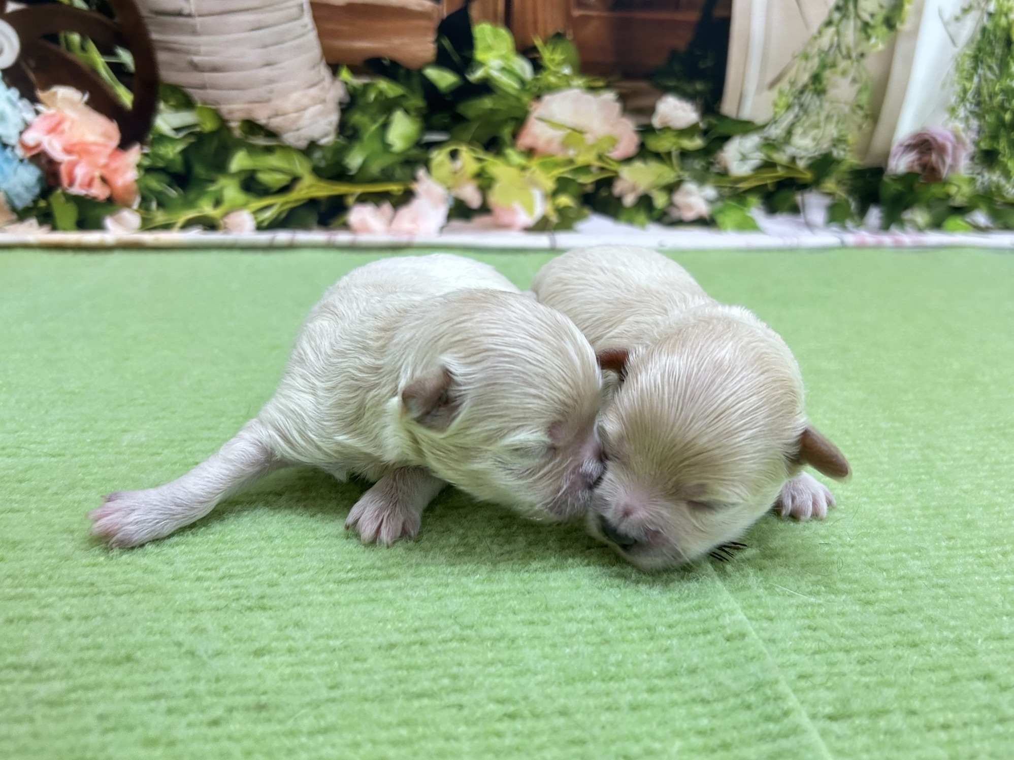 赤ちゃん写真1-3