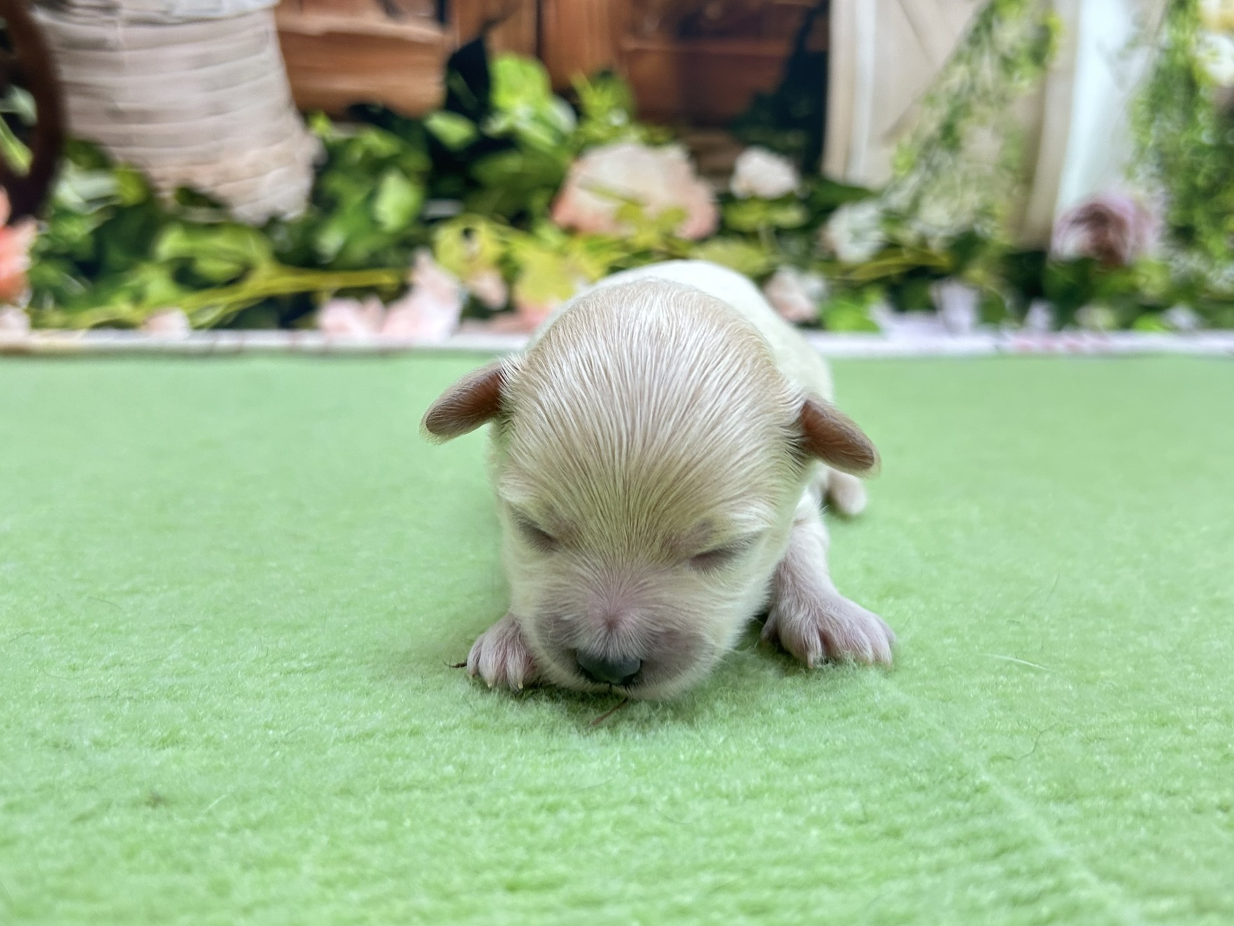 赤ちゃん写真1-1
