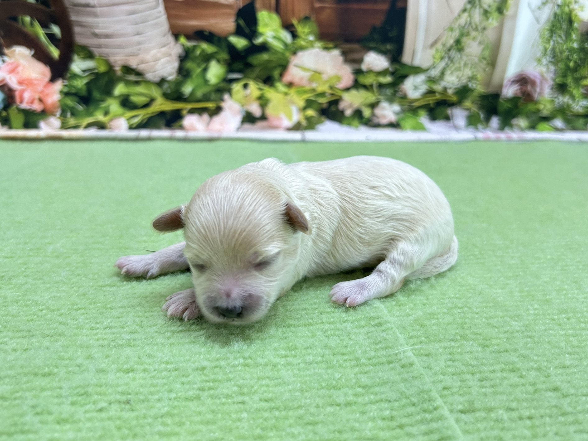 赤ちゃん写真1-2