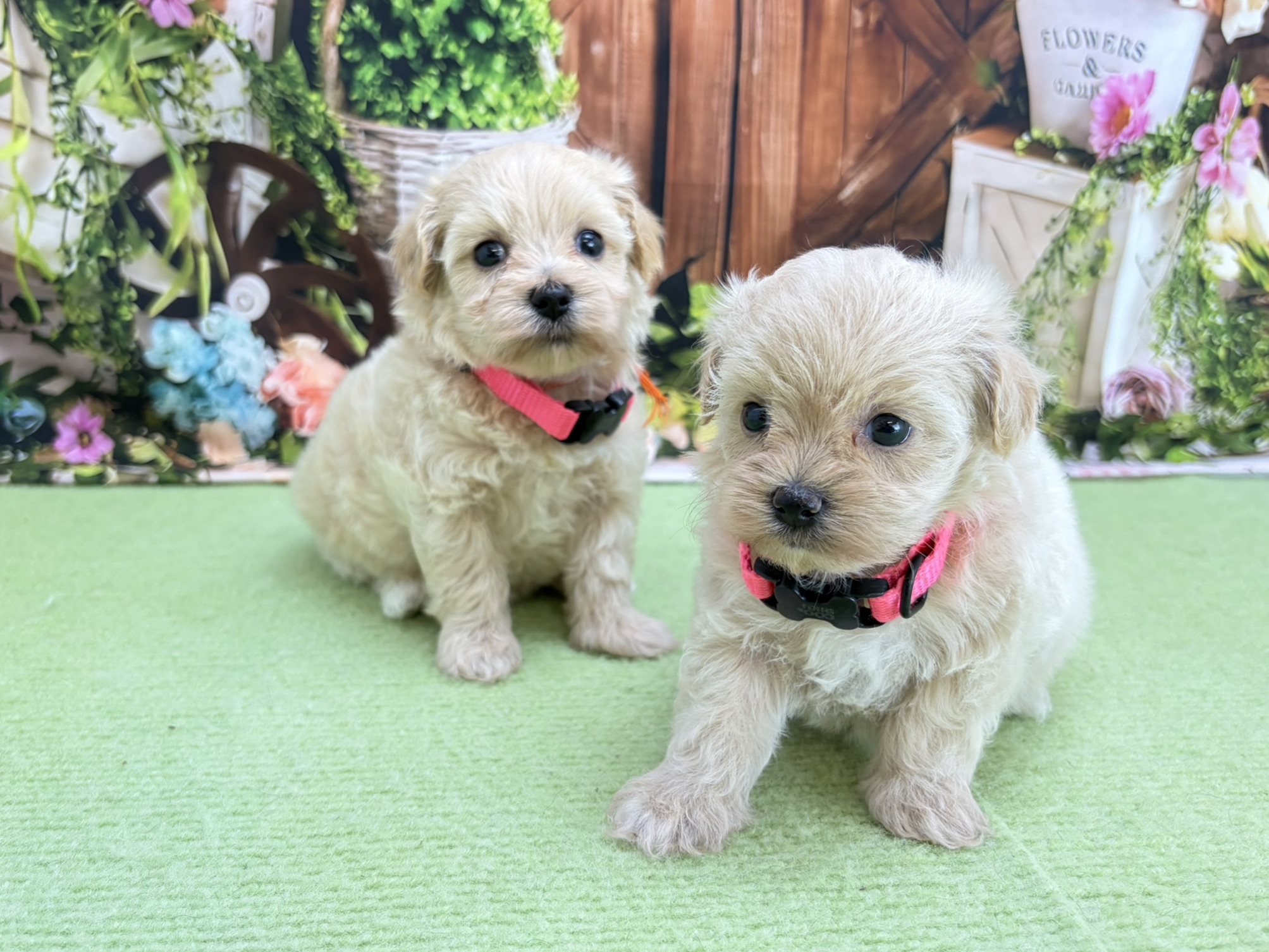 赤ちゃん写真2-3