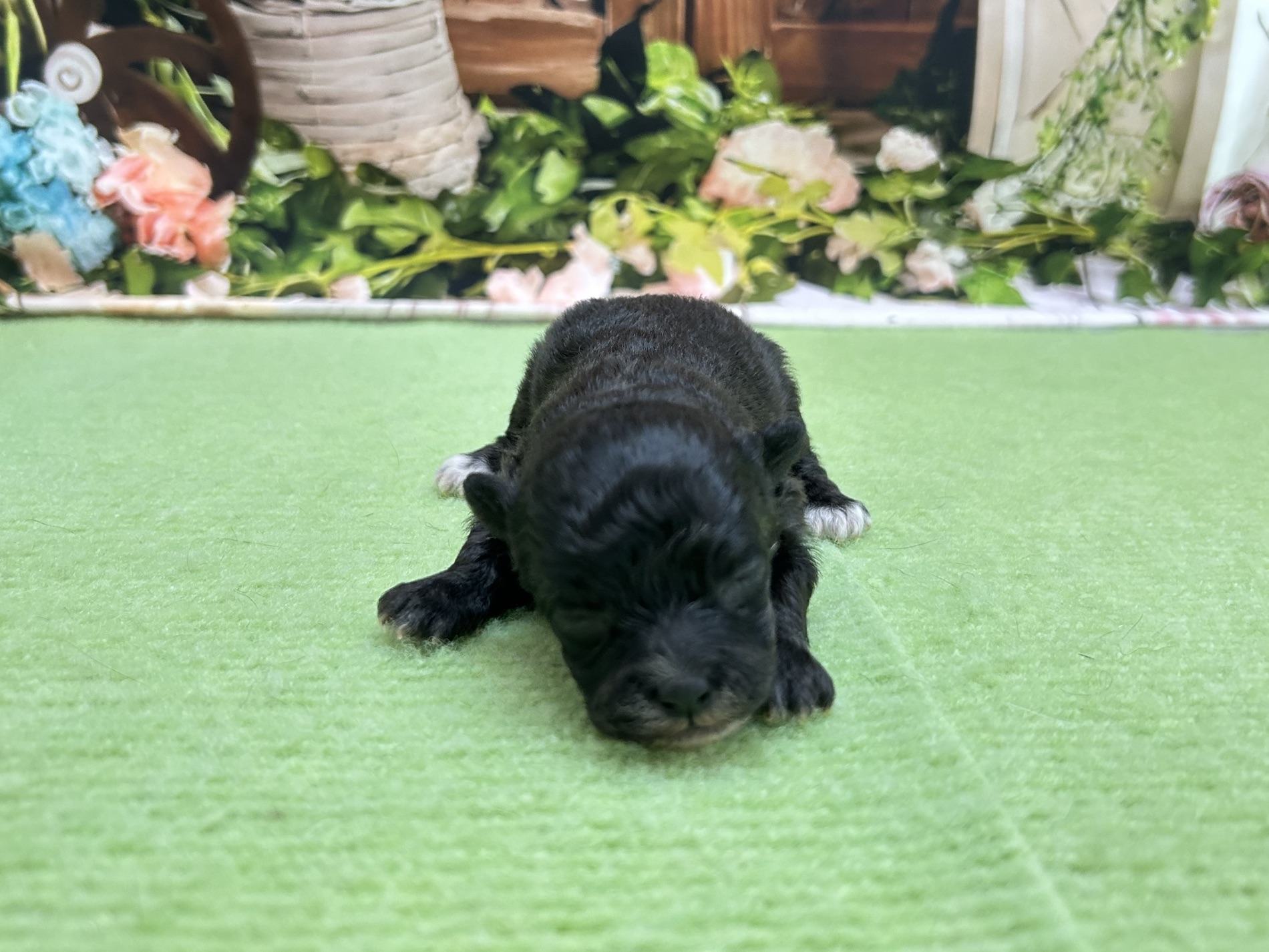 赤ちゃん写真1-1