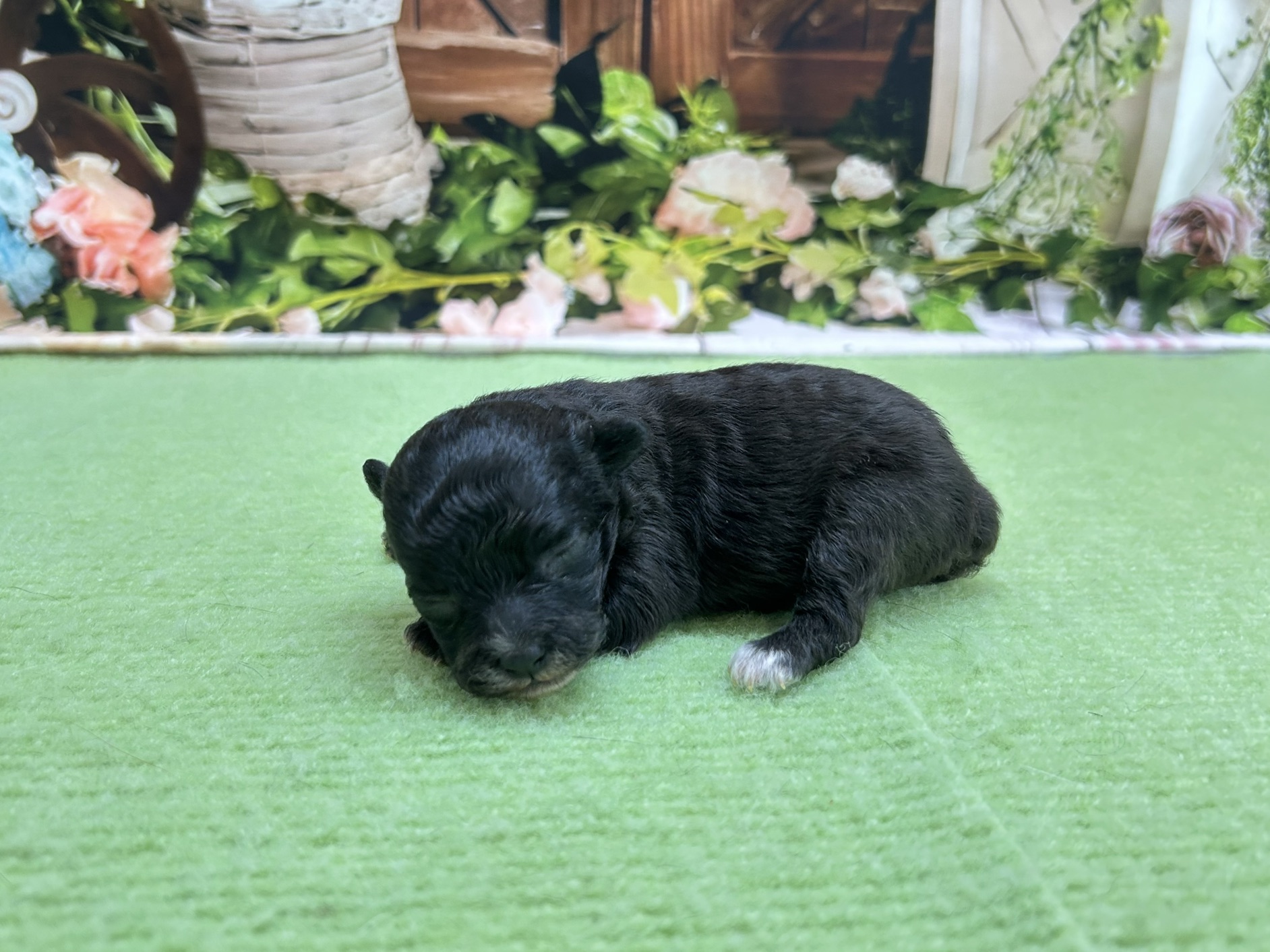 赤ちゃん写真1-2