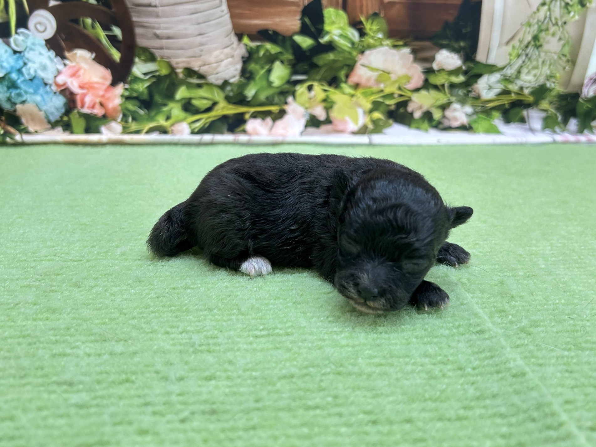 赤ちゃん写真1-3