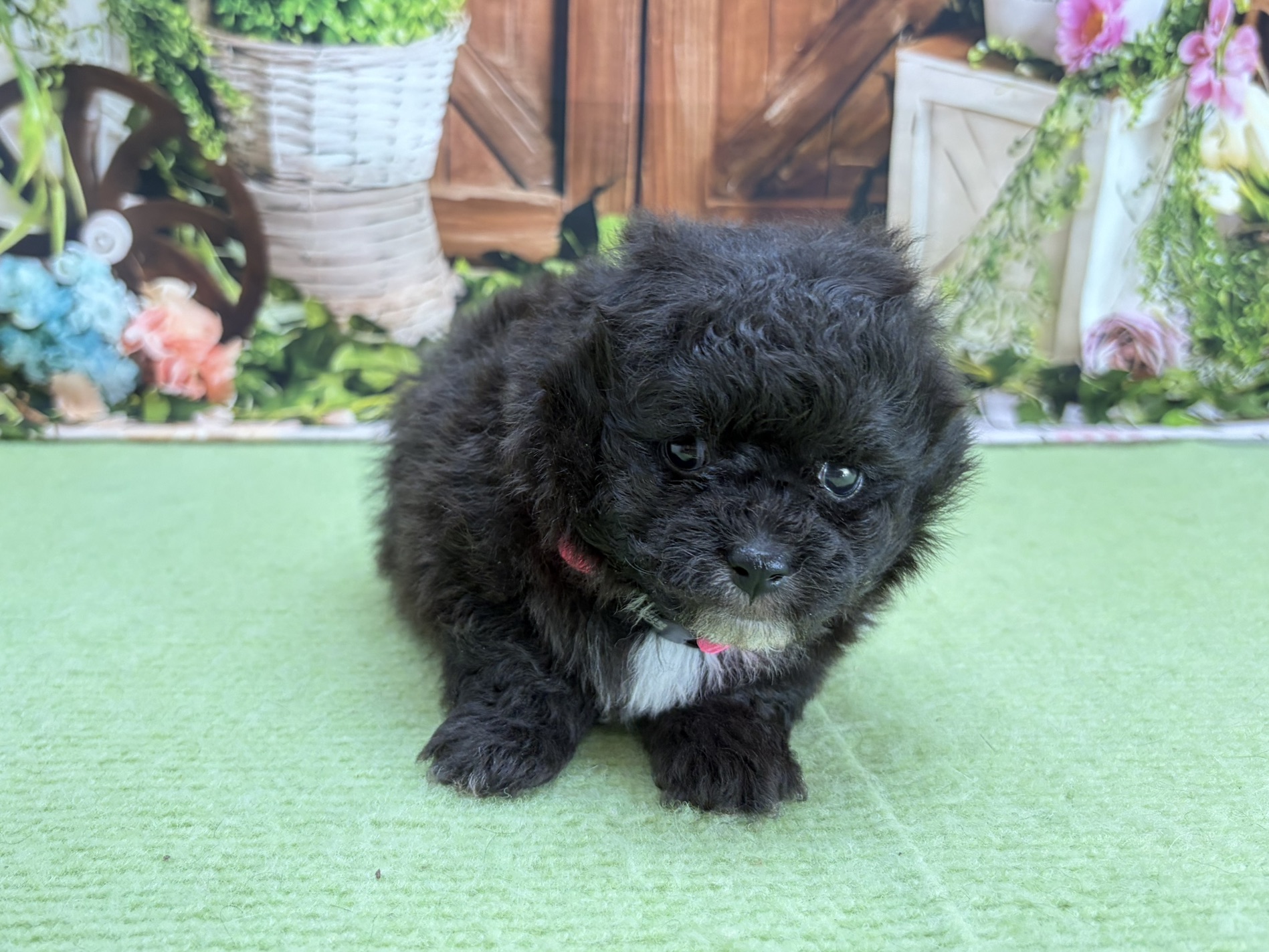 赤ちゃん写真2-1