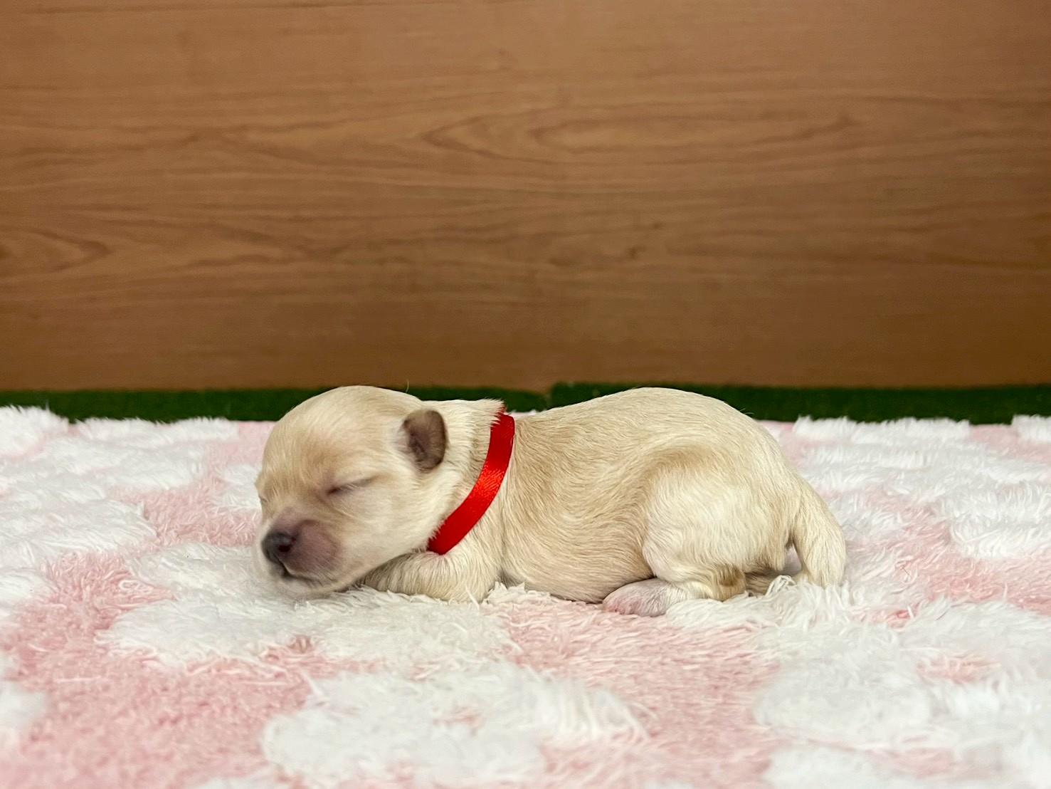 赤ちゃん写真1-2