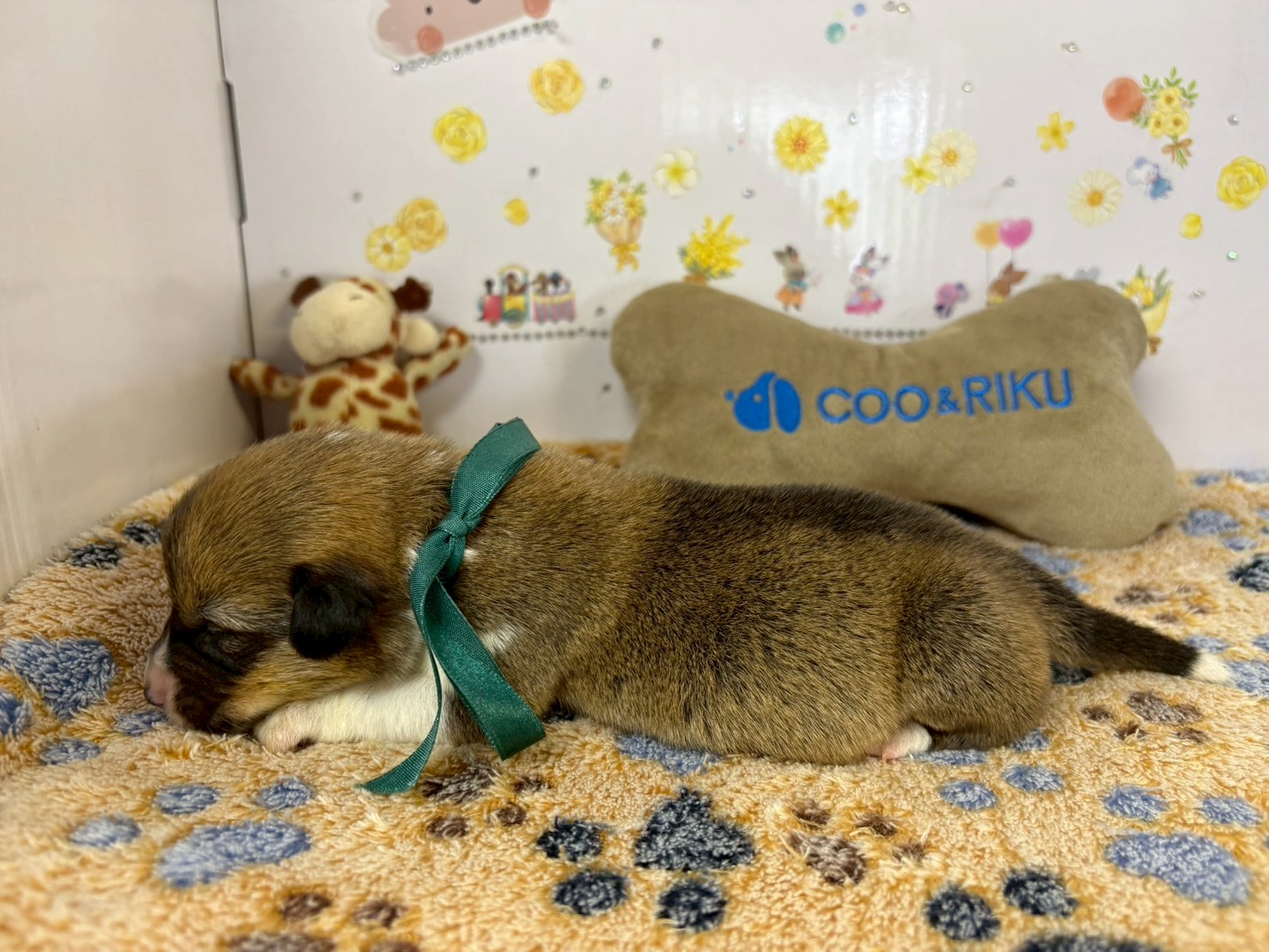 赤ちゃん写真1-2