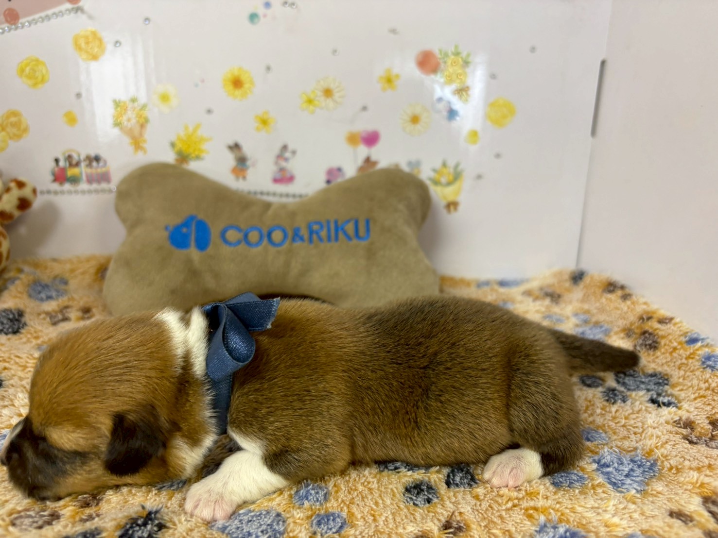赤ちゃん写真1-2