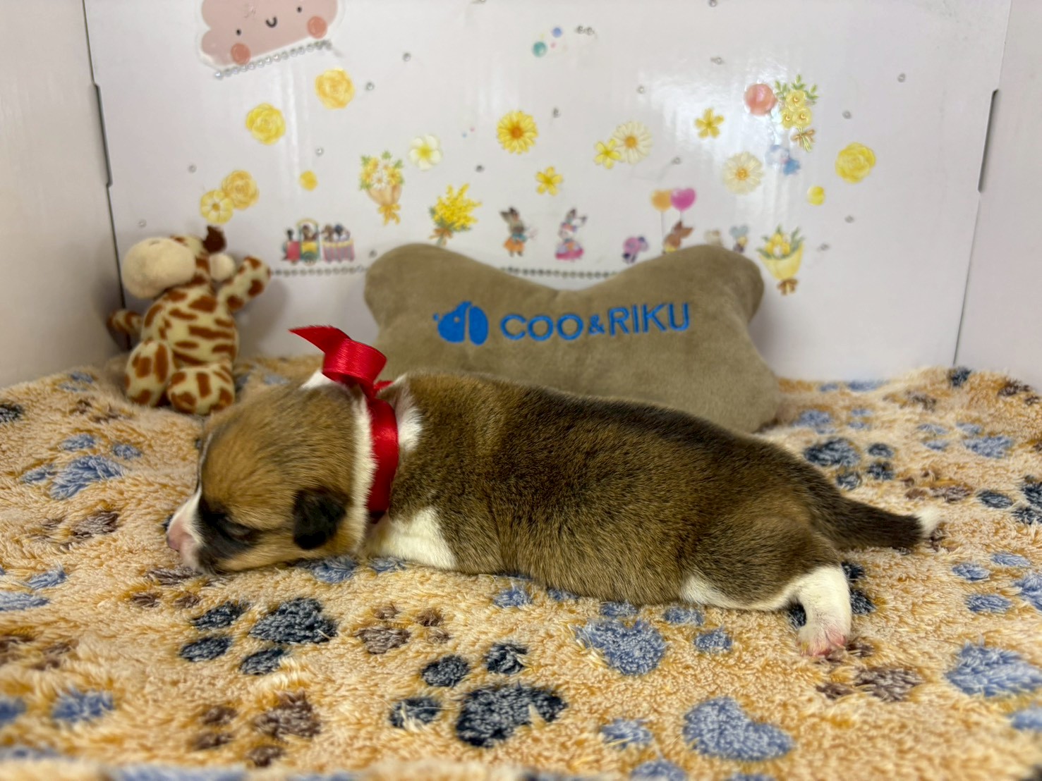 赤ちゃん写真1-2
