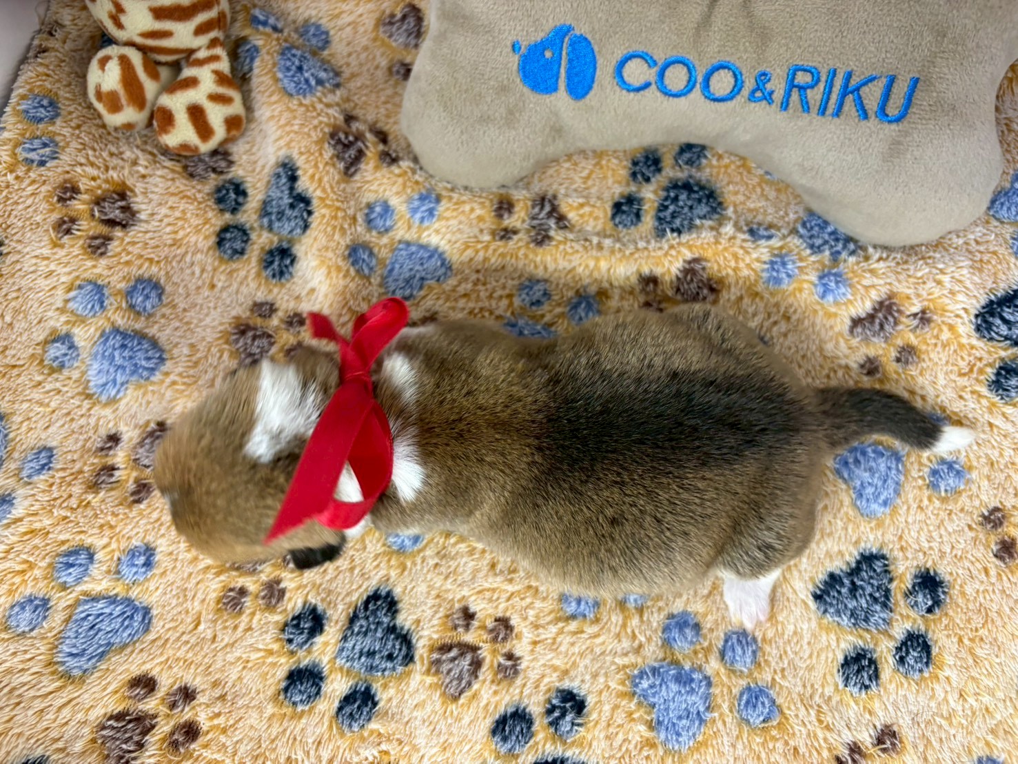 赤ちゃん写真1-3