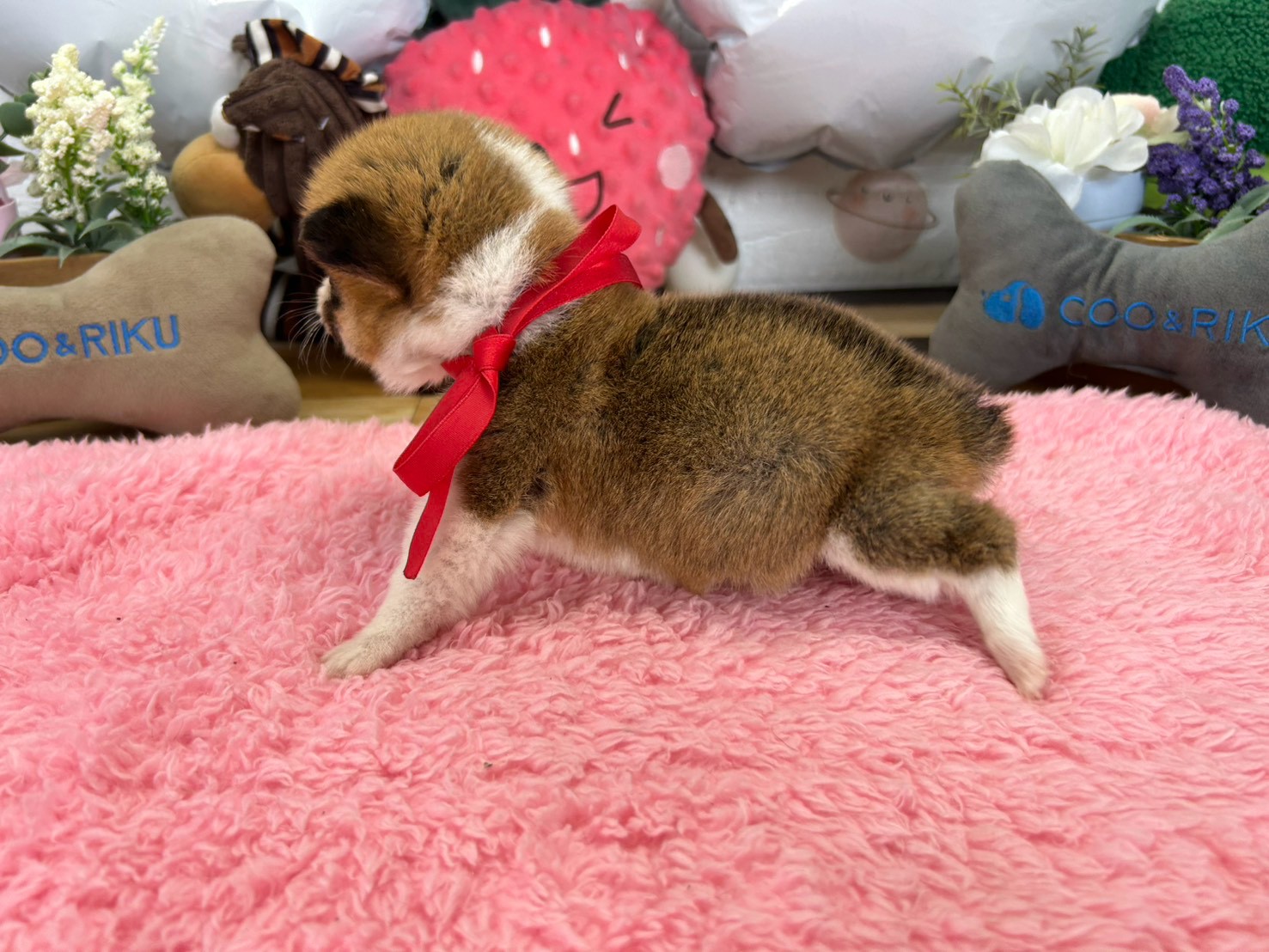 赤ちゃん写真2-2