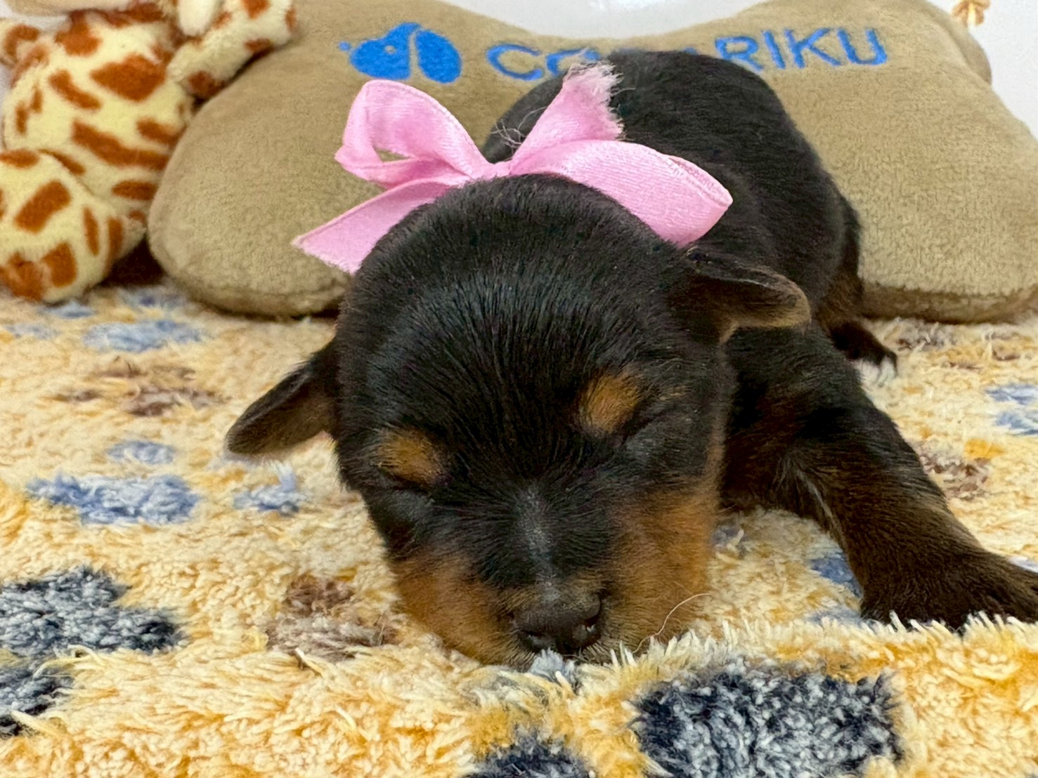 赤ちゃん写真1-1