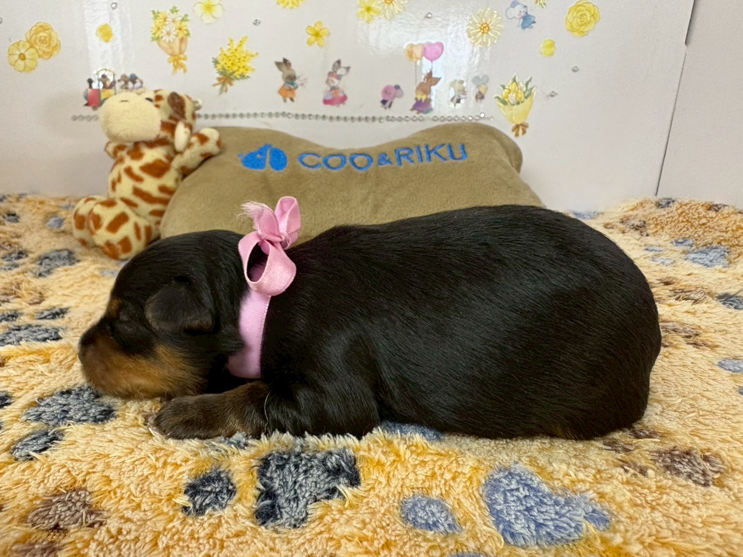 赤ちゃん写真1-2