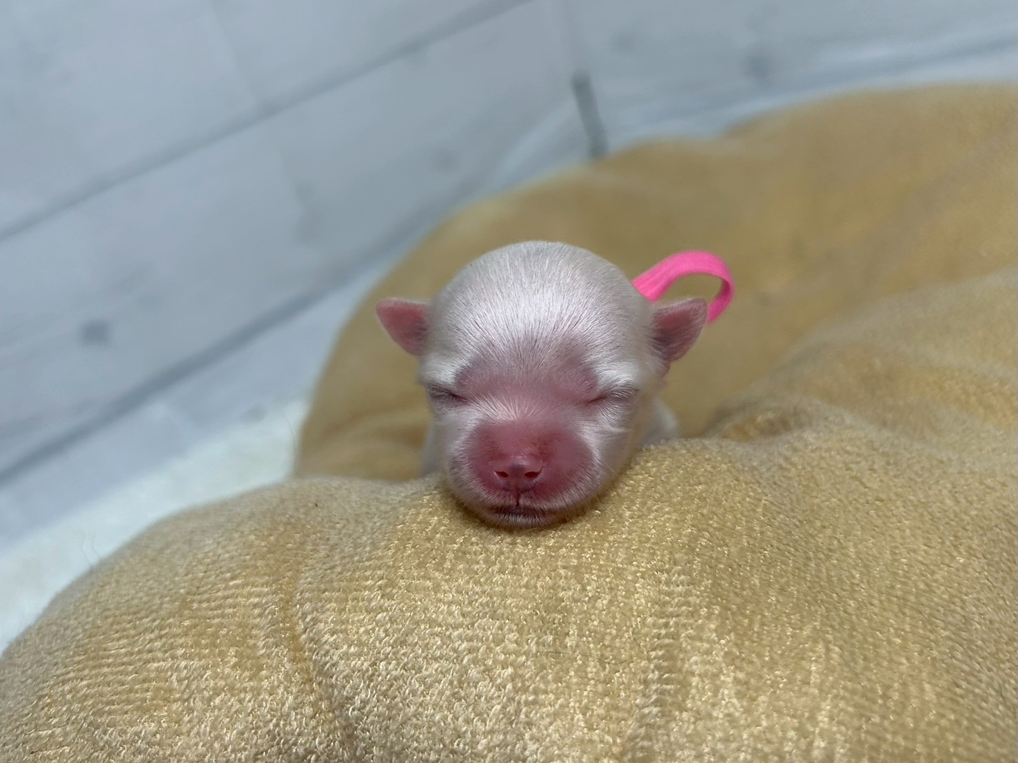 赤ちゃん写真1-1