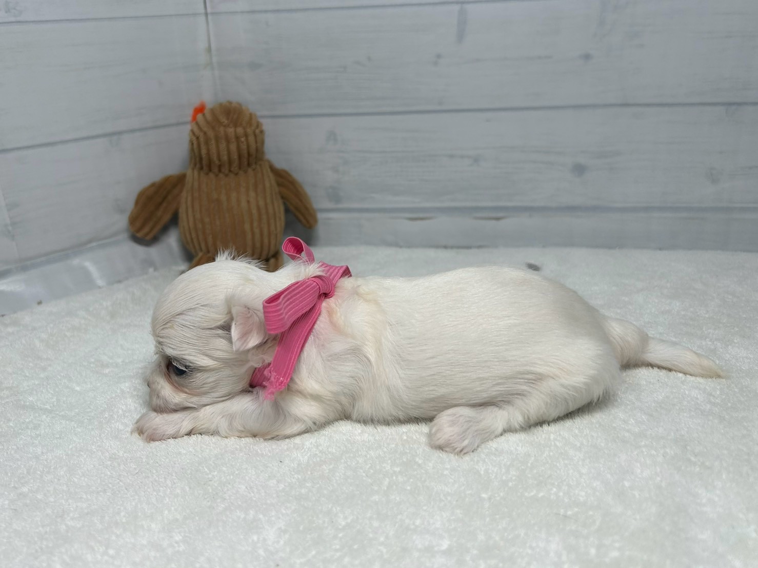 赤ちゃん写真2-2