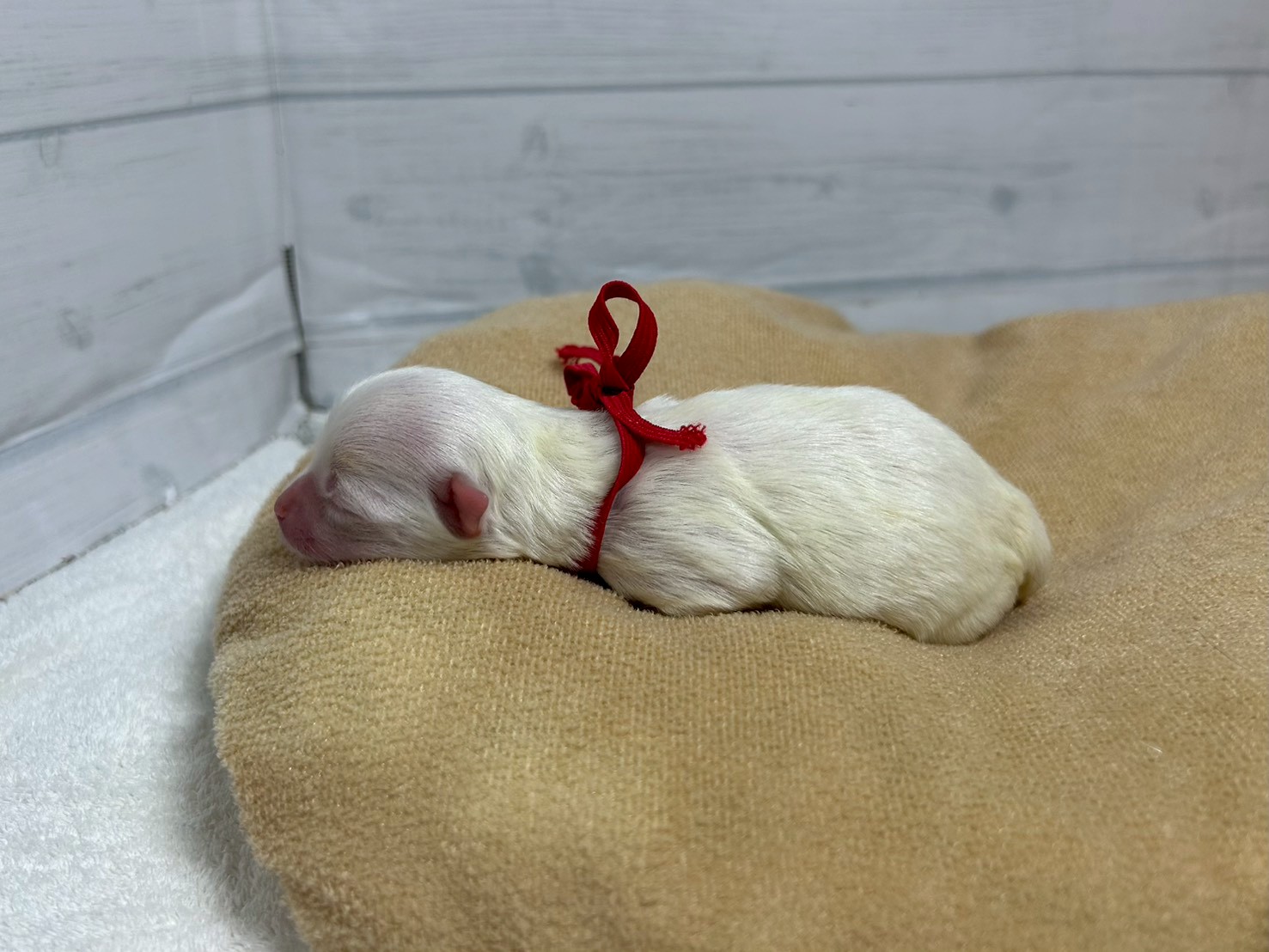 赤ちゃん写真1-2
