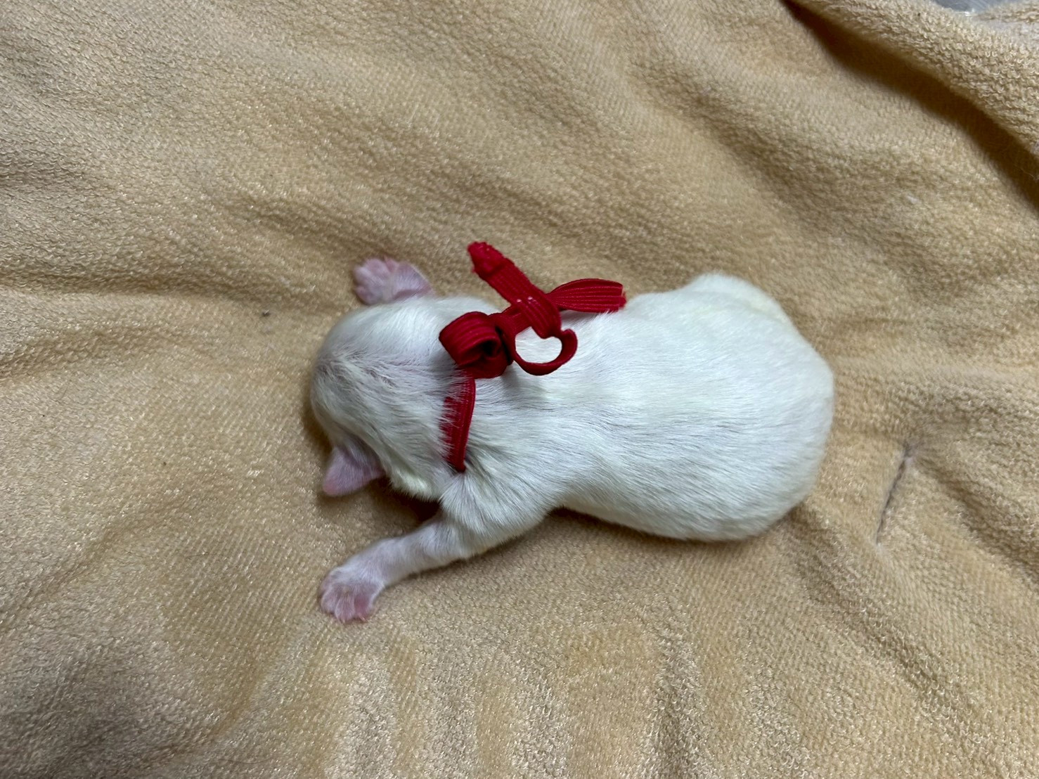 赤ちゃん写真1-3