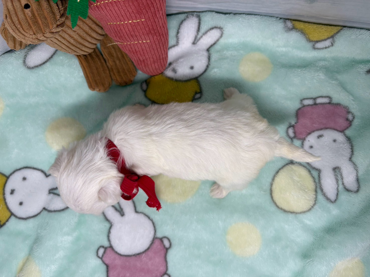 赤ちゃん写真2-3