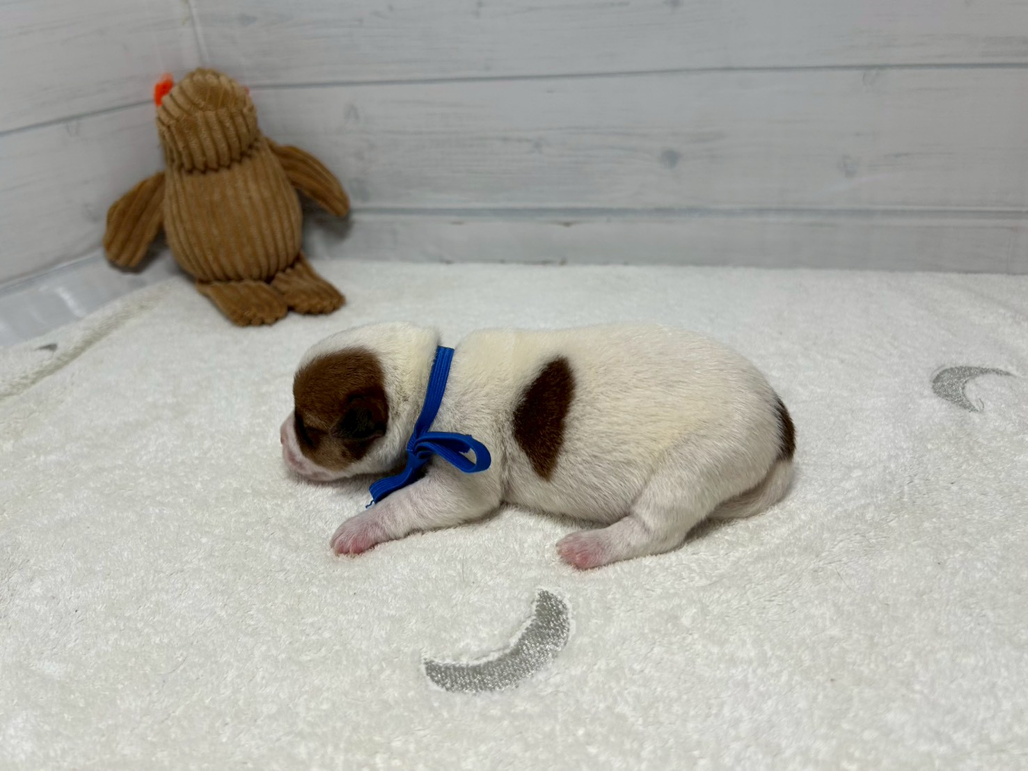 赤ちゃん写真1-2