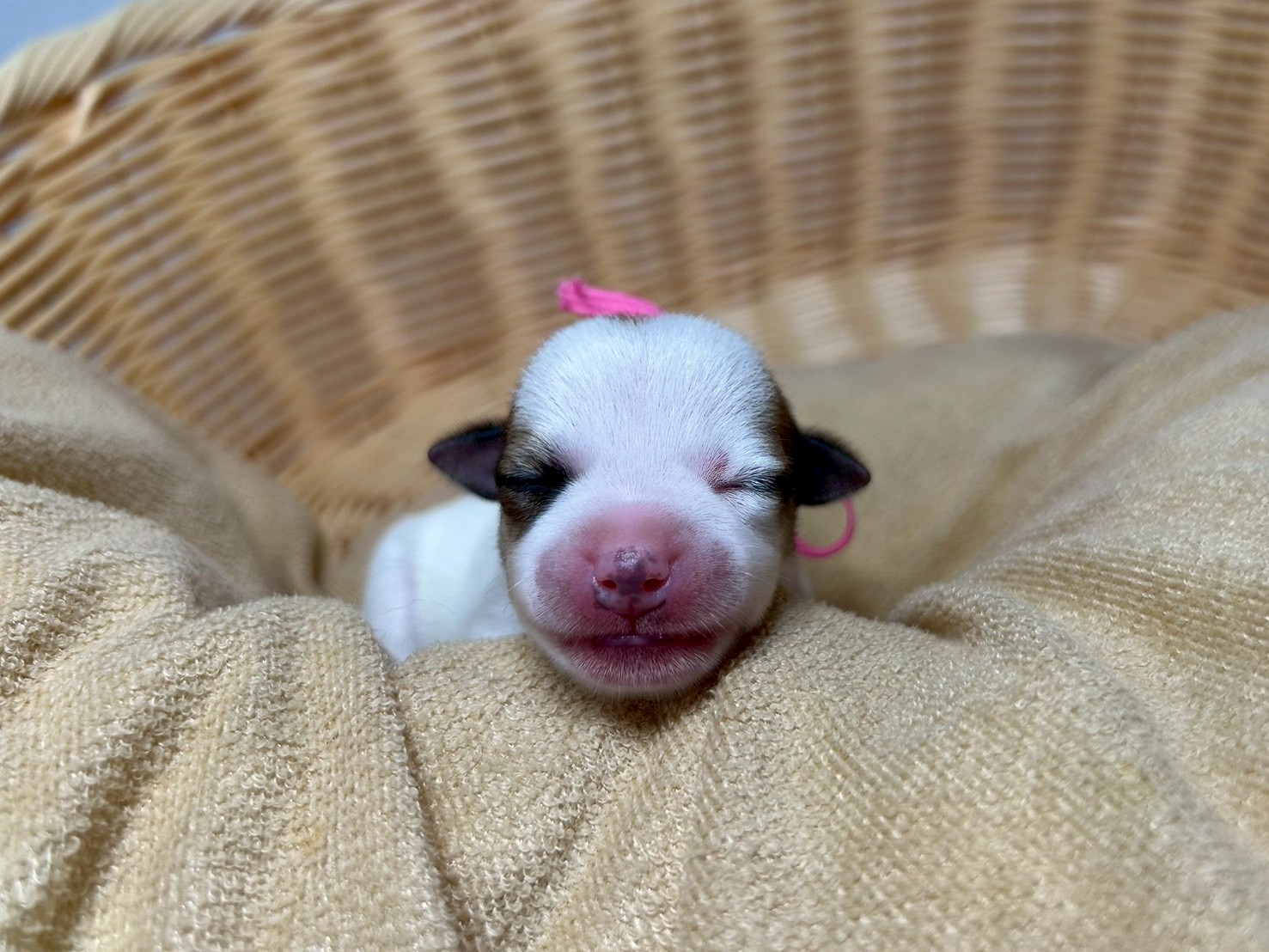 赤ちゃん写真1-1