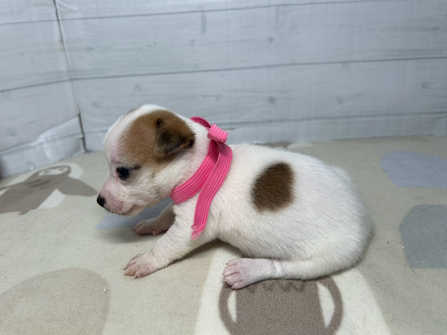赤ちゃん写真2-2