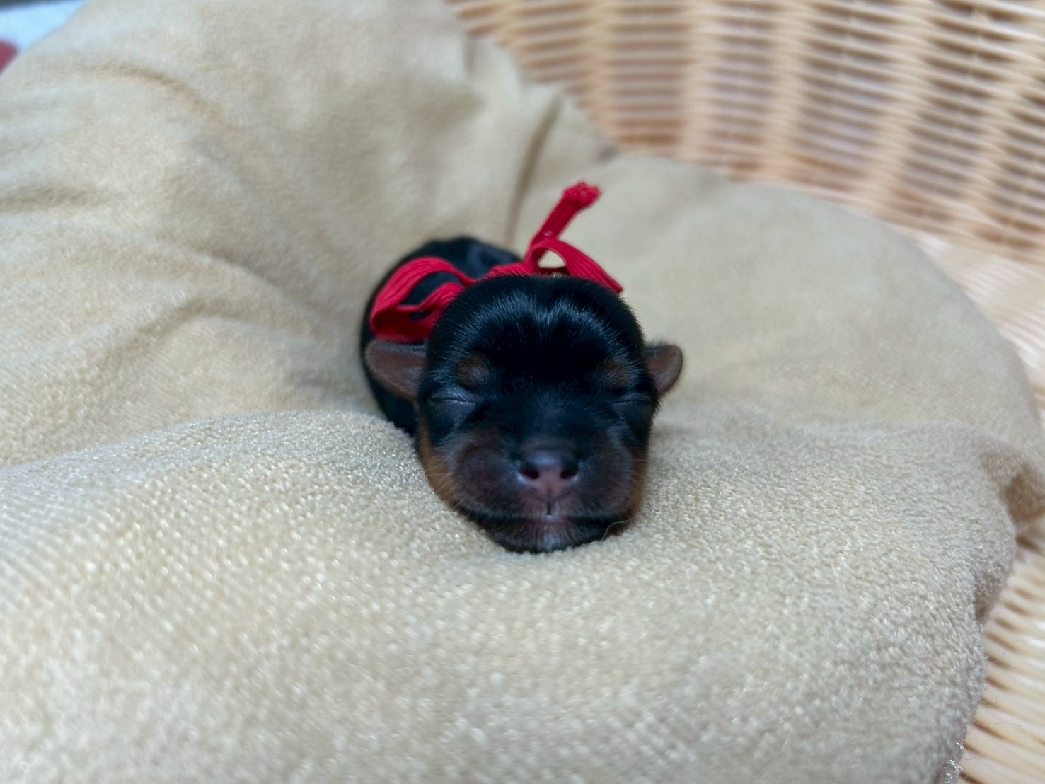 赤ちゃん写真1-1