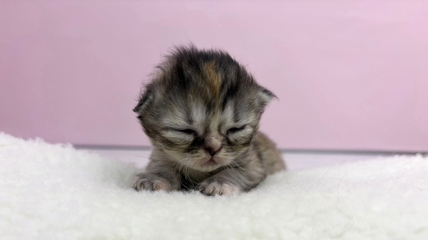 赤ちゃん写真1-1