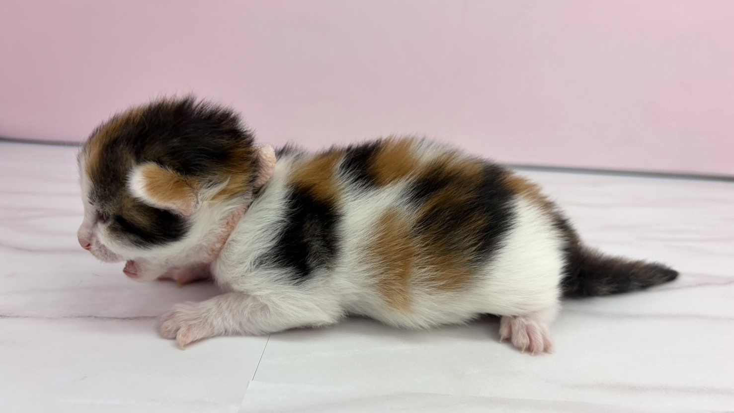 赤ちゃん写真1-2