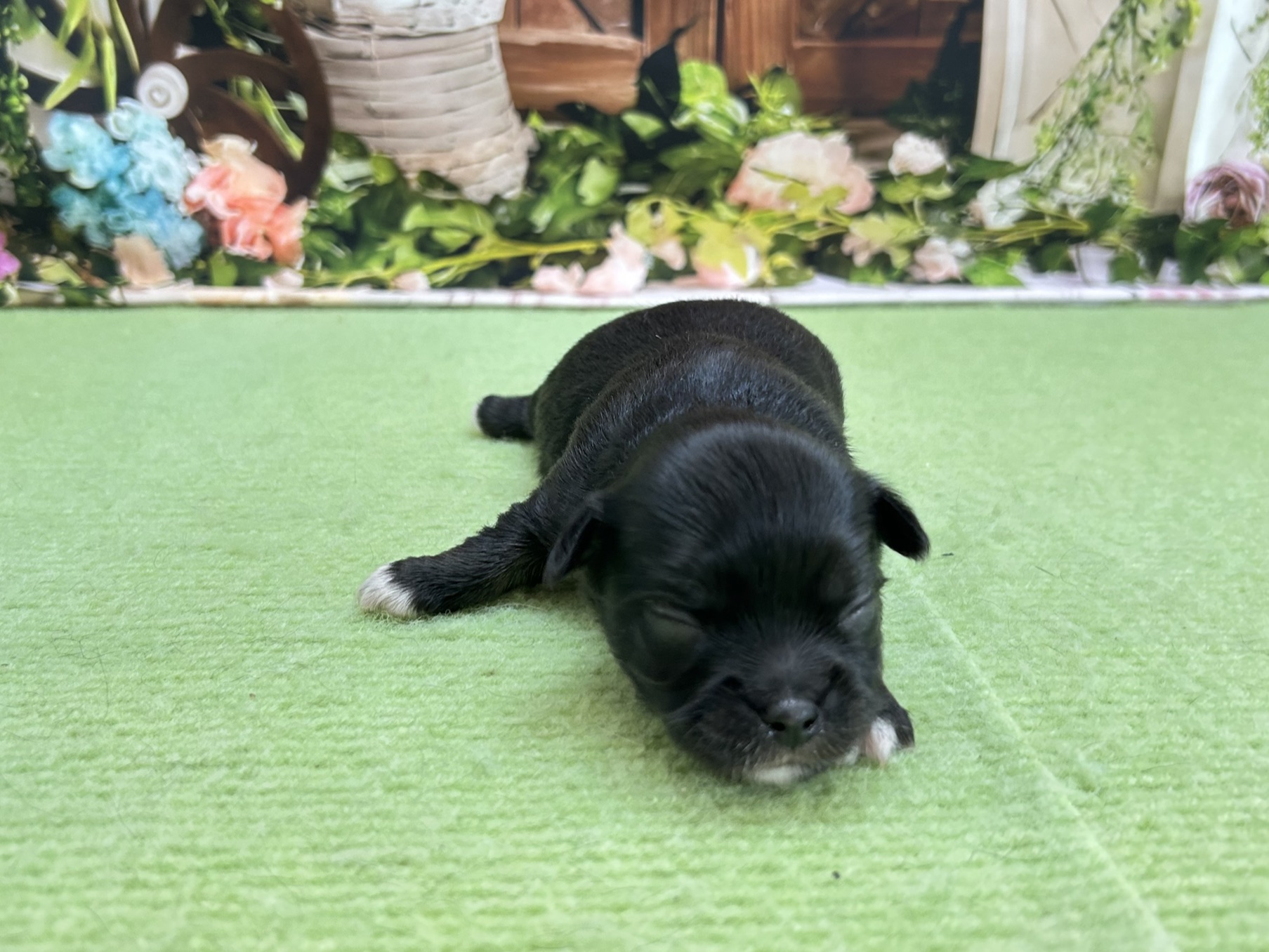 赤ちゃん写真1-1