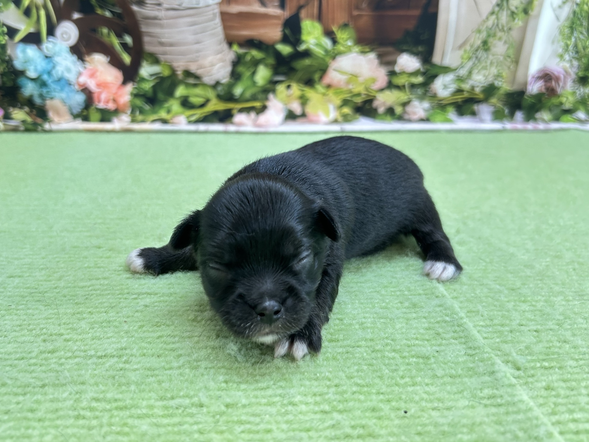赤ちゃん写真1-2