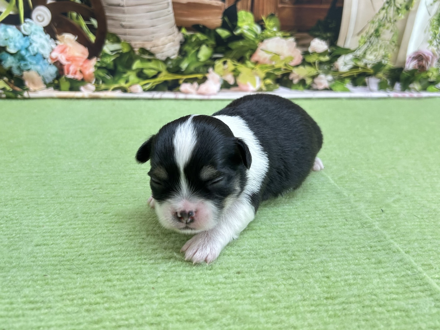 赤ちゃん写真1-1