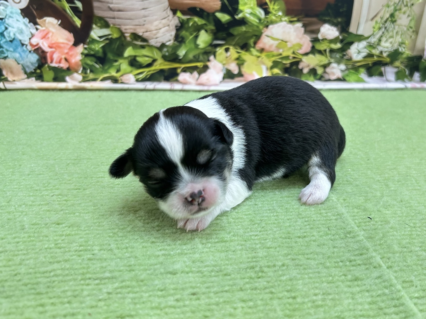 赤ちゃん写真1-2