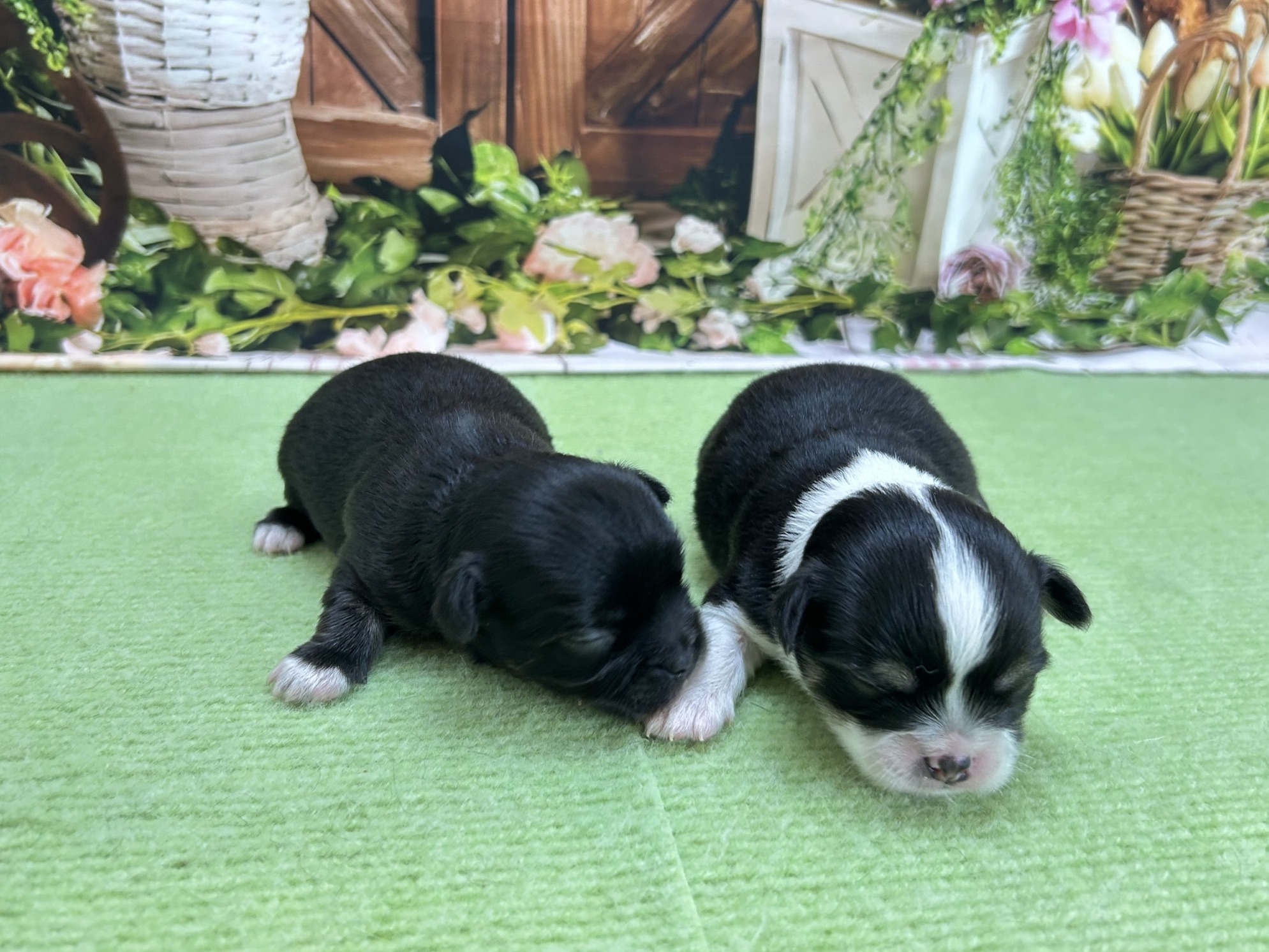 赤ちゃん写真1-3