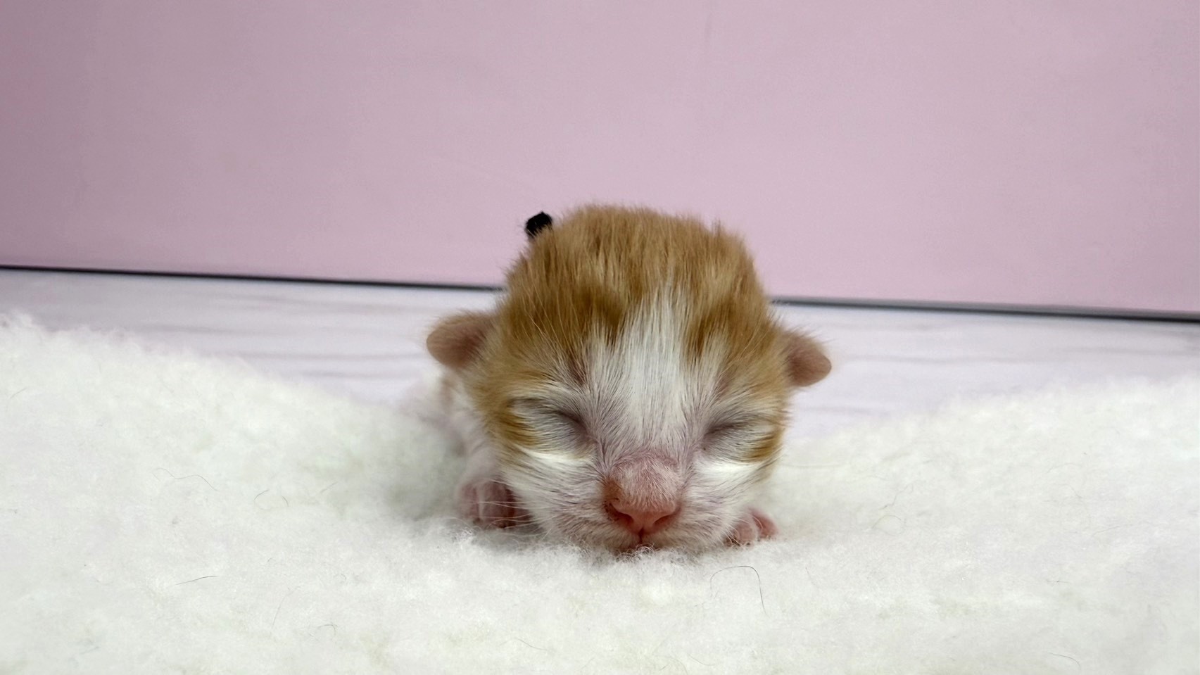 赤ちゃん写真1-1