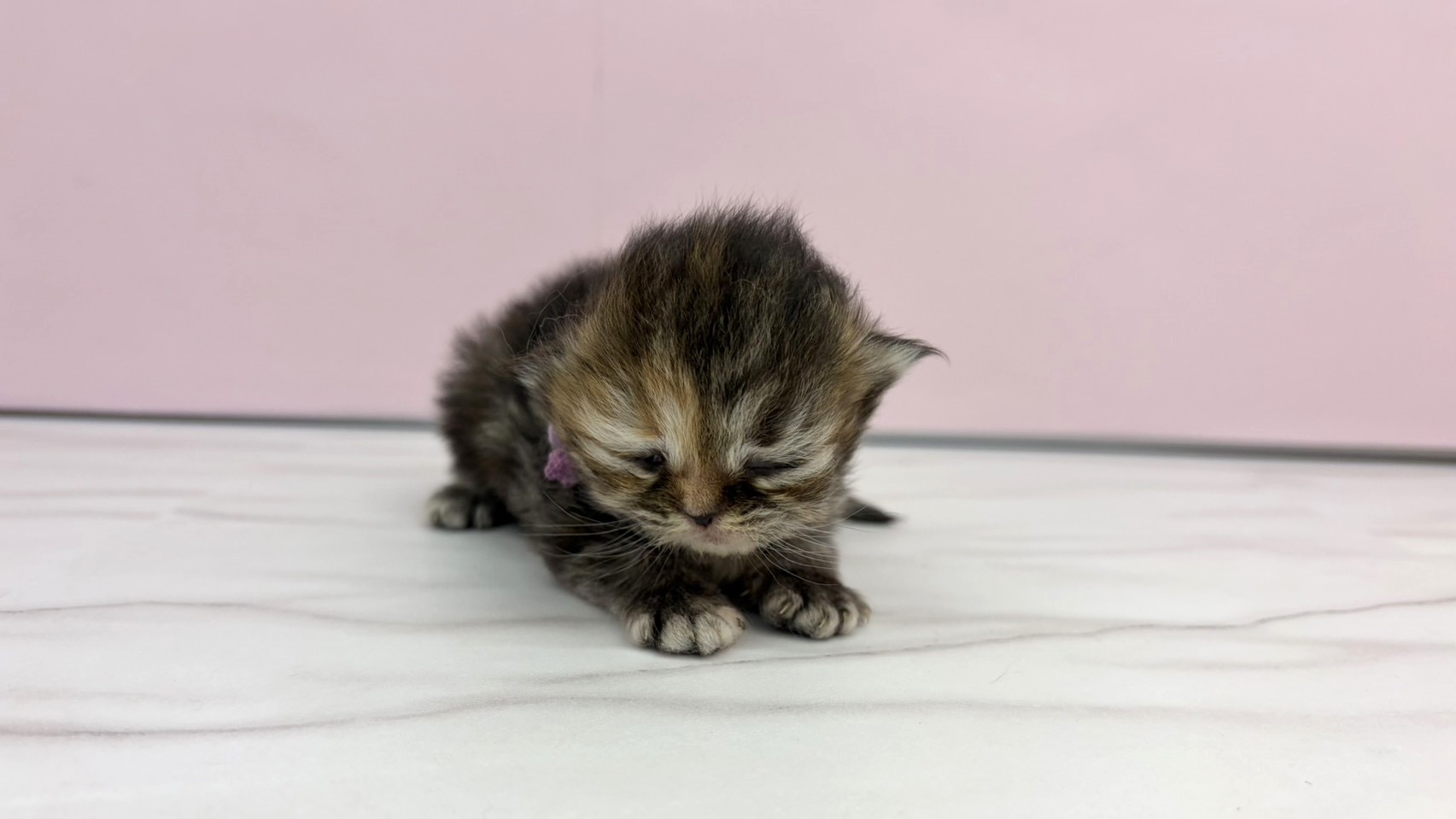 エキゾチック