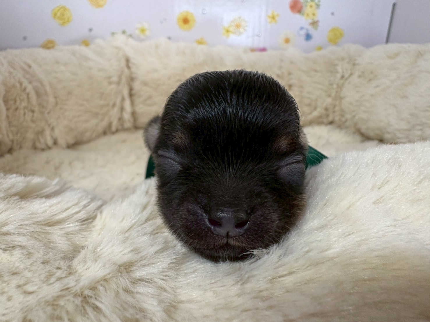 赤ちゃん写真1-1