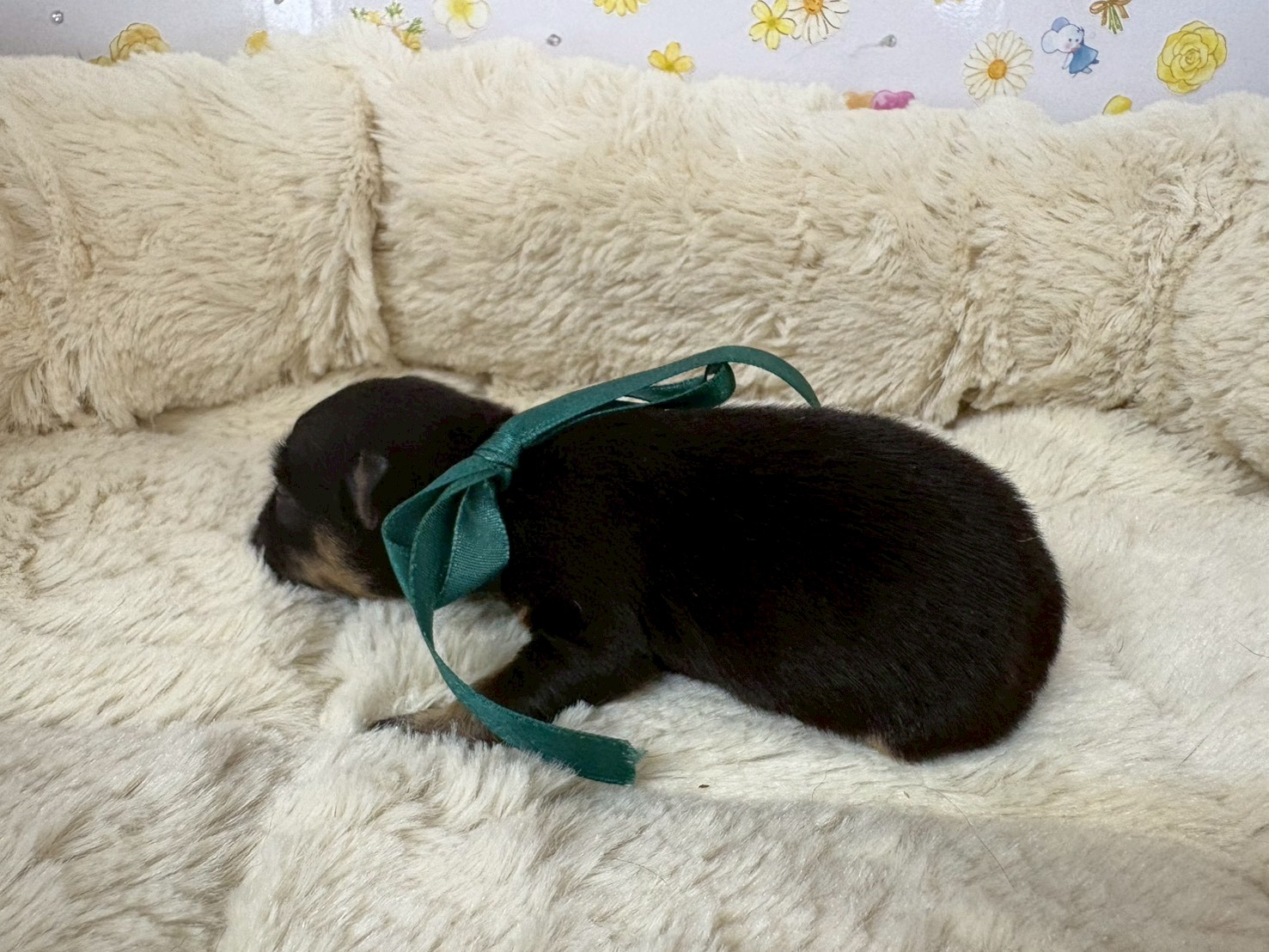 赤ちゃん写真1-2