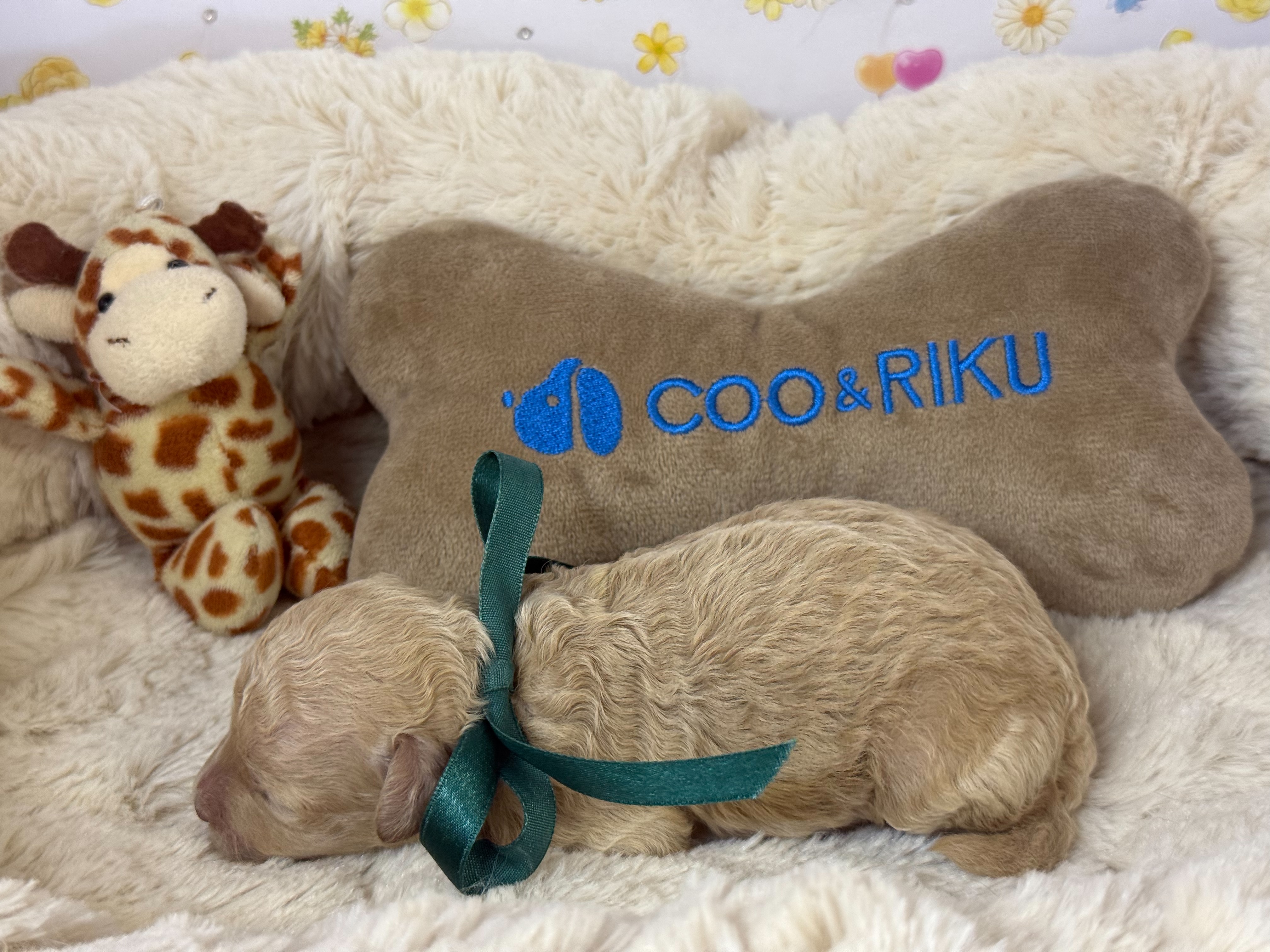 赤ちゃん写真1-2