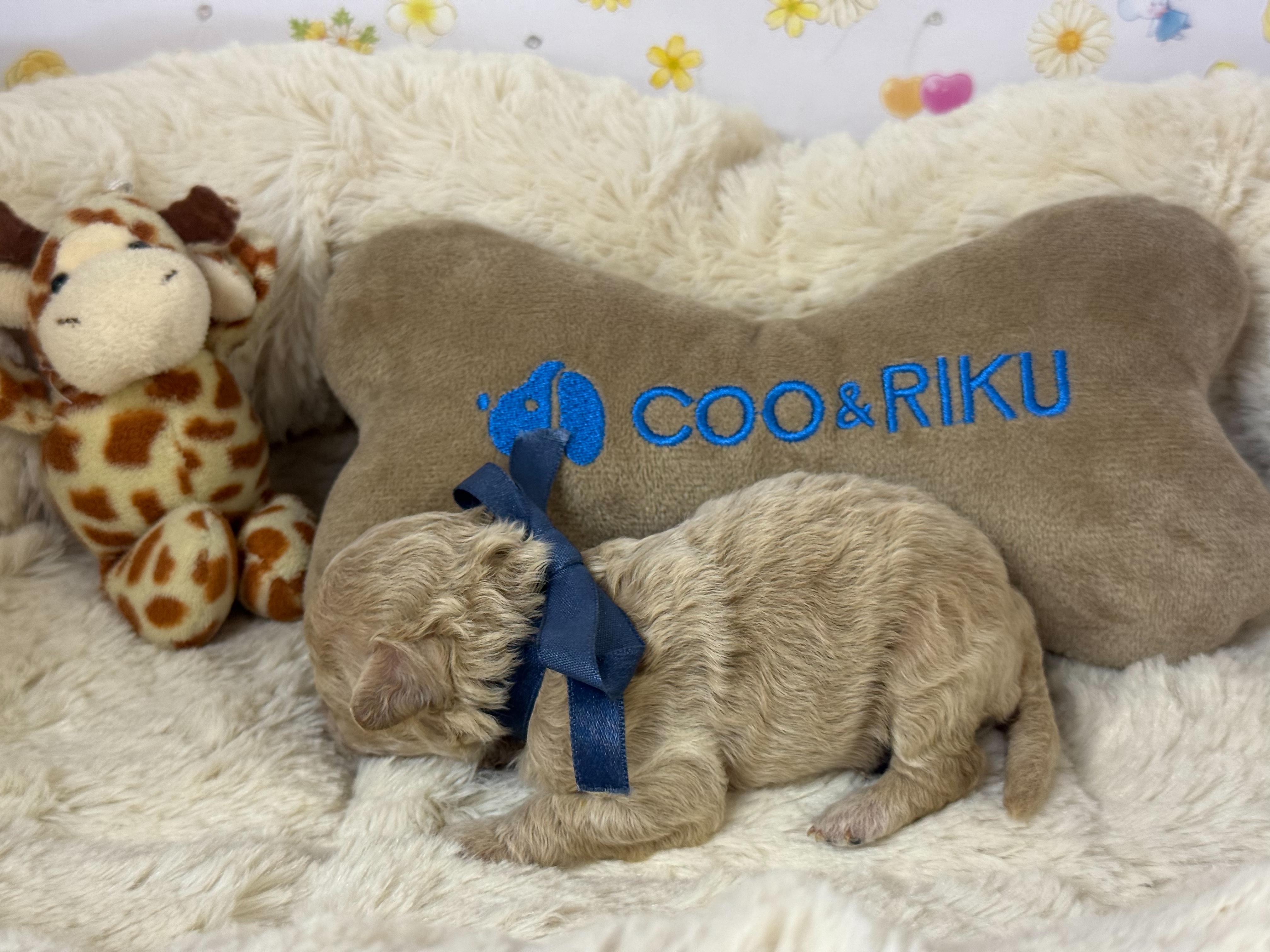 赤ちゃん写真1-2